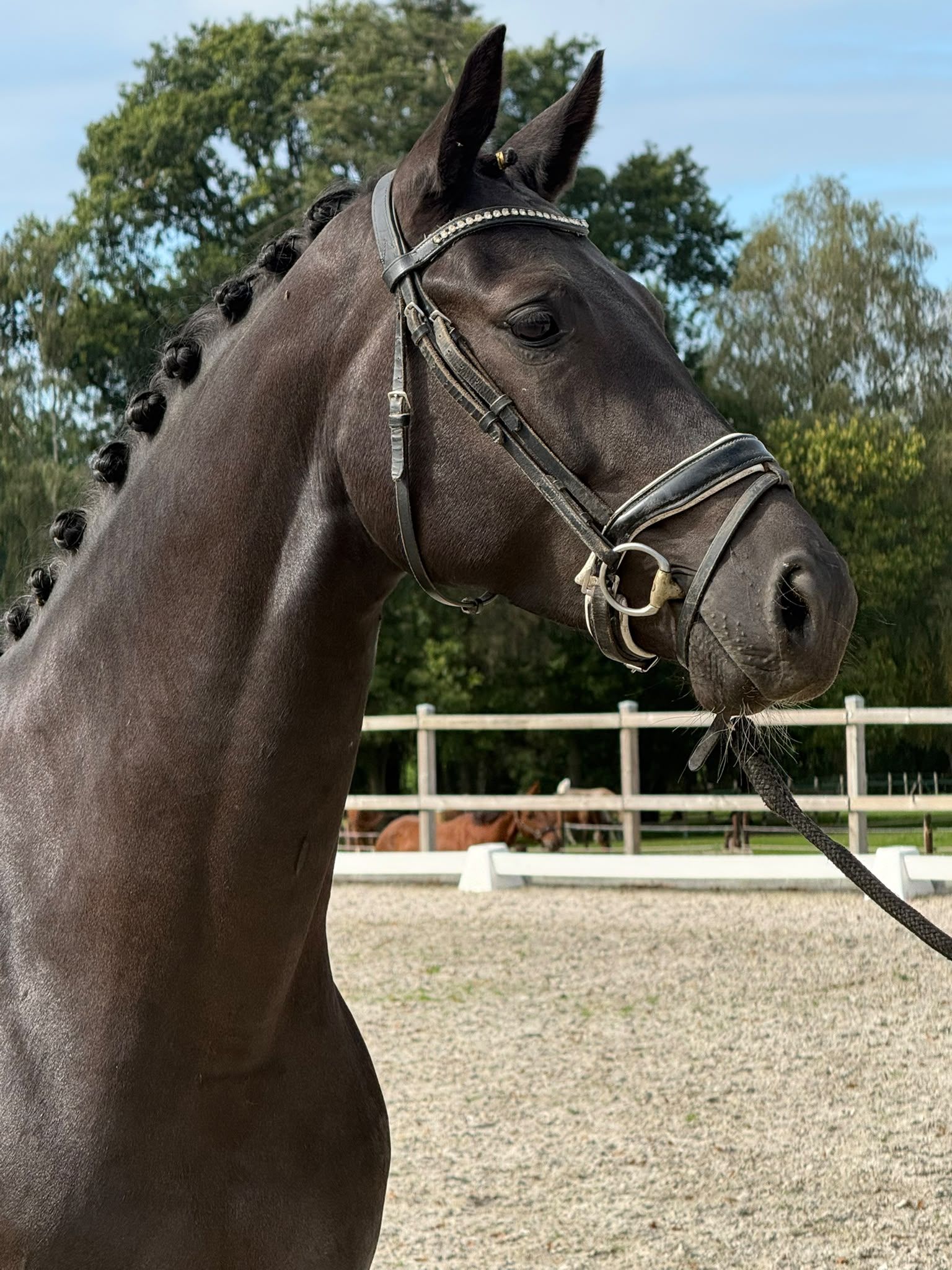 Beautiful, rock-solid, exceptionally moving 4 yo GLAMOURDALE mare!!!! from top damline, super well-behaved !!!
