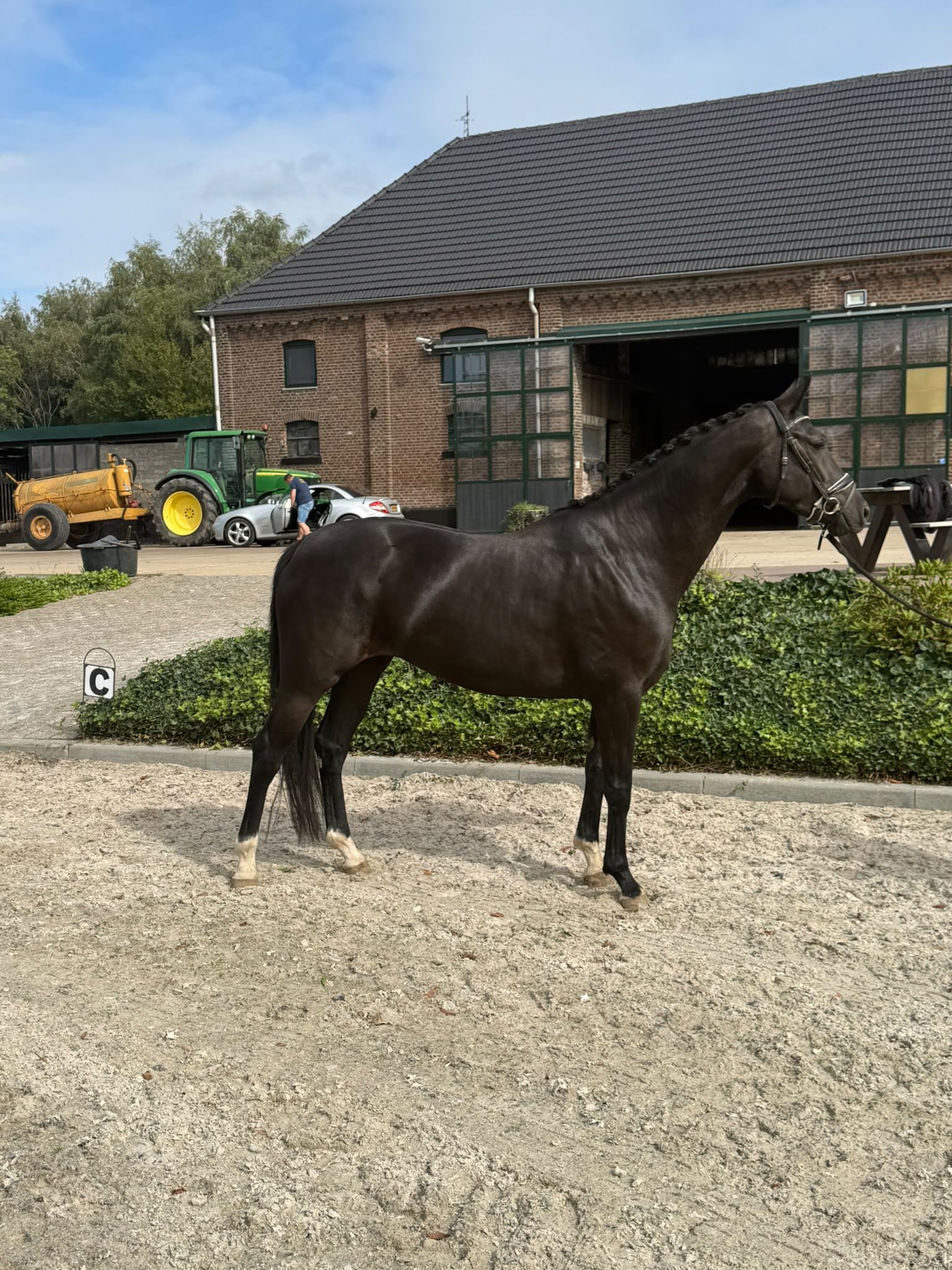 kwpn dressuurpaard merrie 4 years old zwart for sale - Photo 2