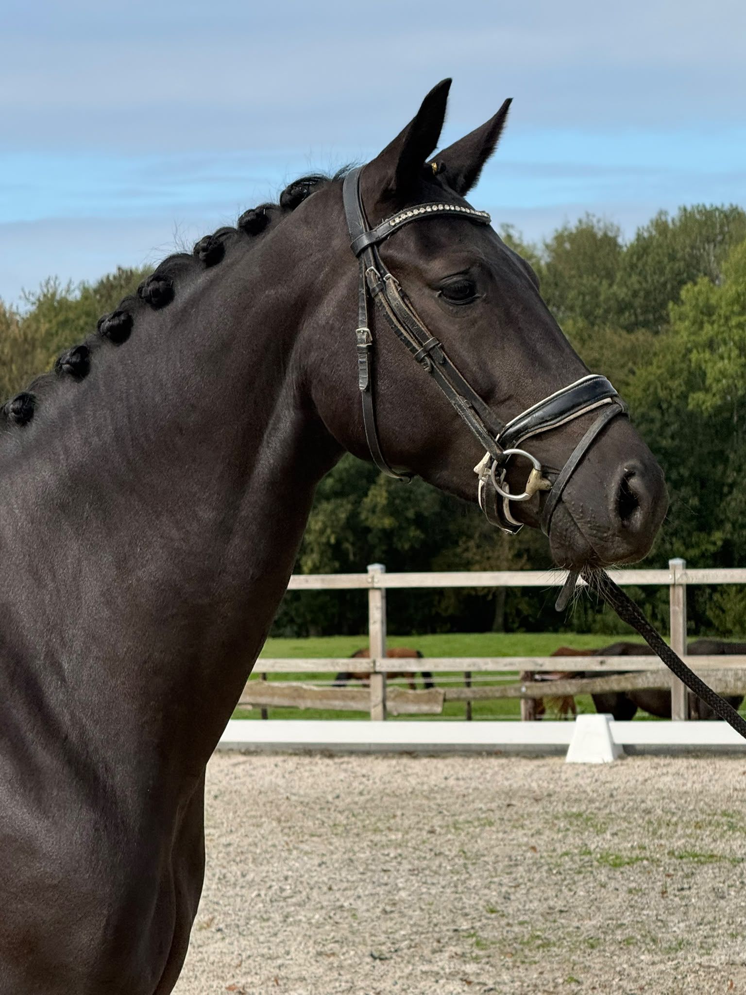 kwpn dressuurpaard merrie 4 years old zwart for sale - Photo 3