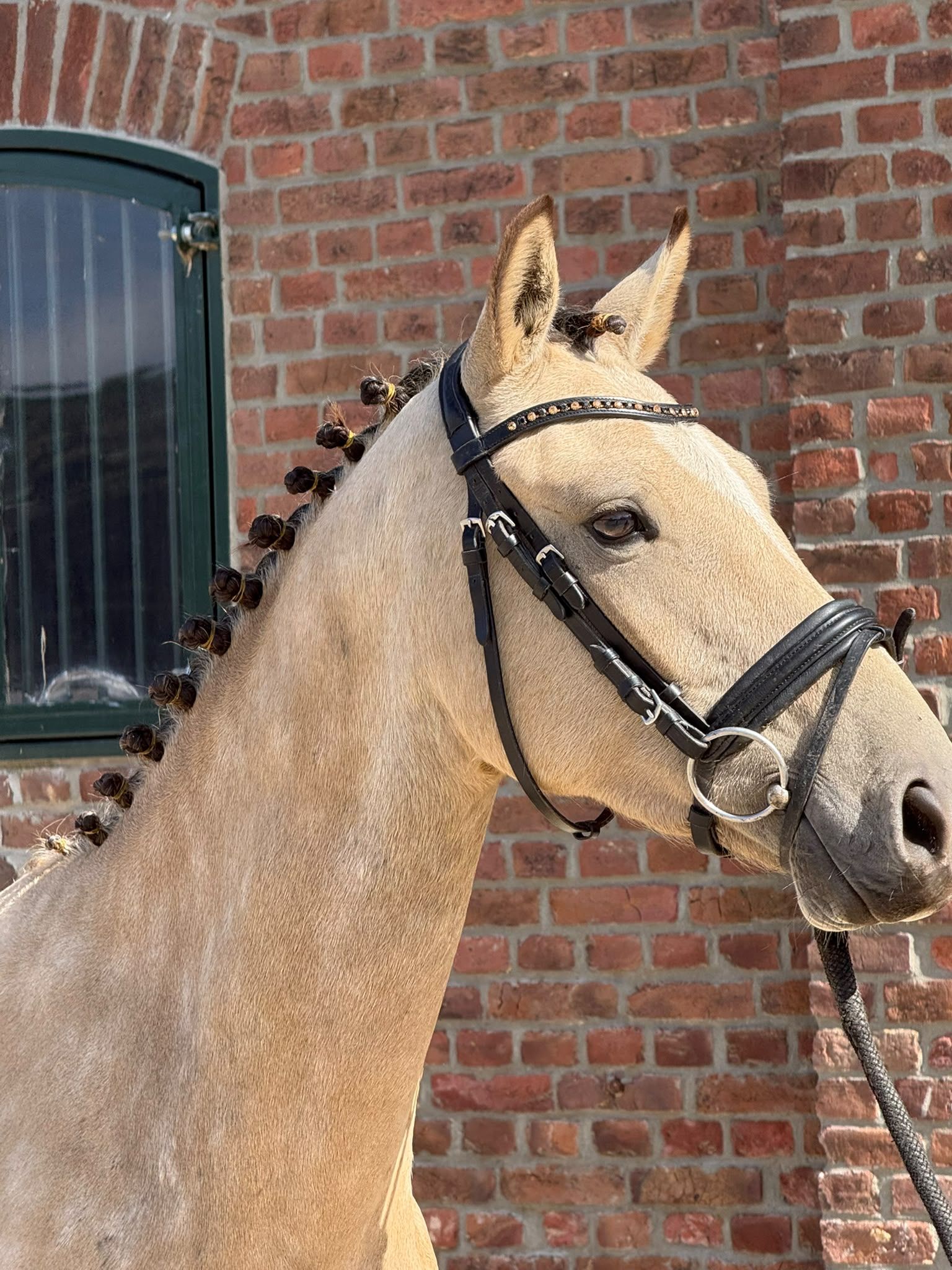 nrps dressuurpony ruin 3 år till salu - Foto 2