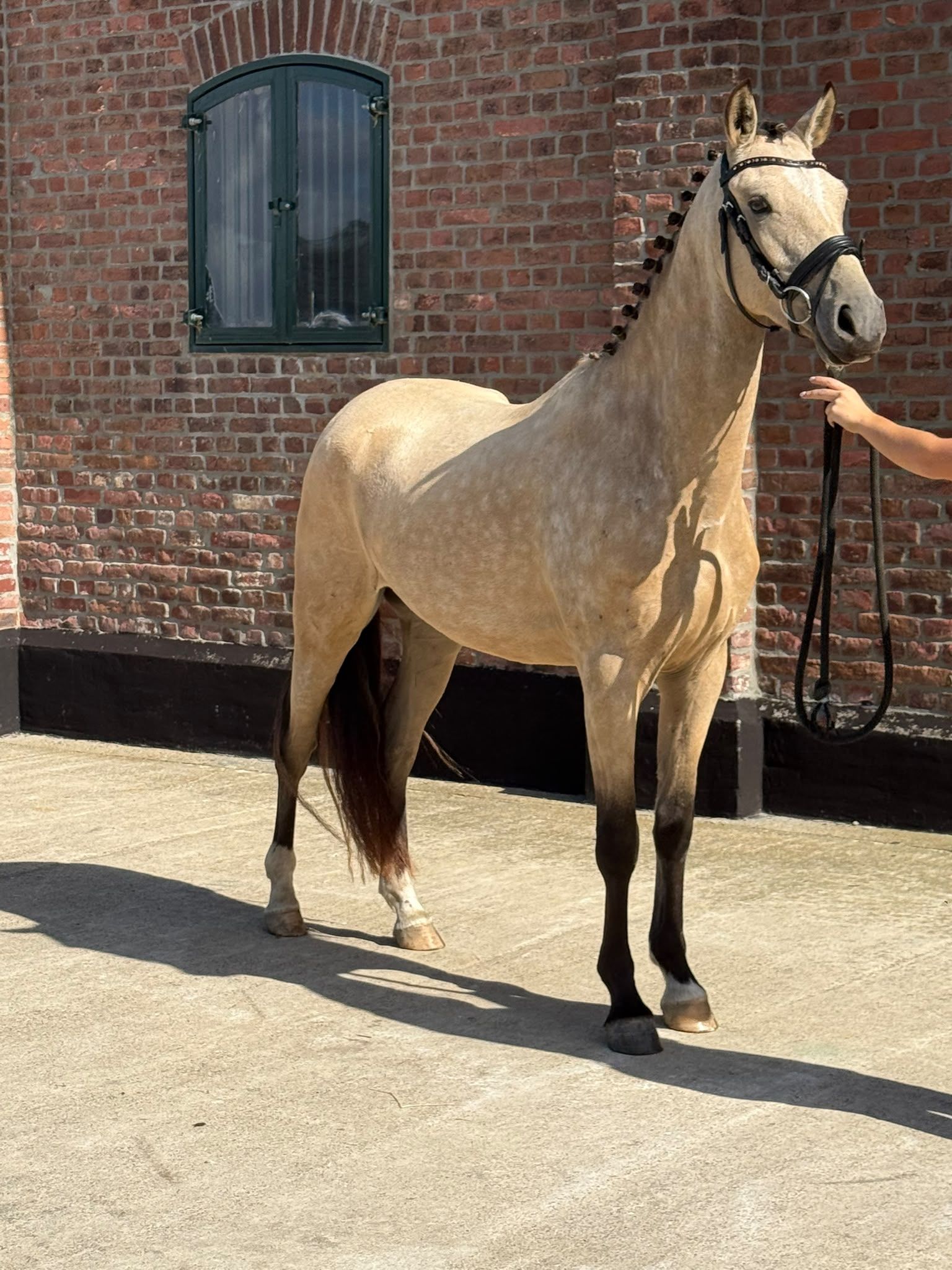 nrps dressuurpony ruin 3 år till salu - Foto 3