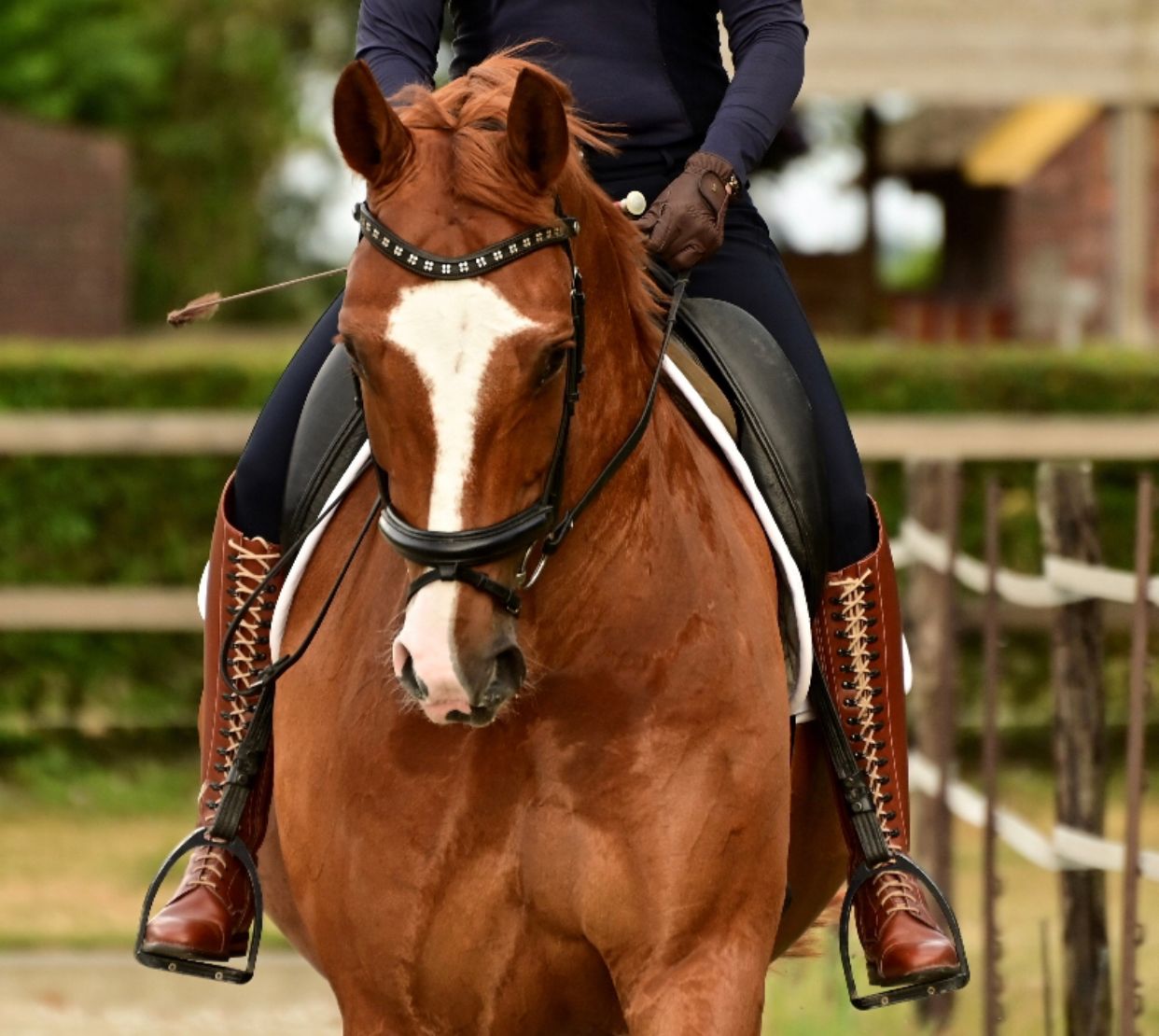 kwpn dressuurpaard ruin 7 ani vos de vânzare - Foto 3