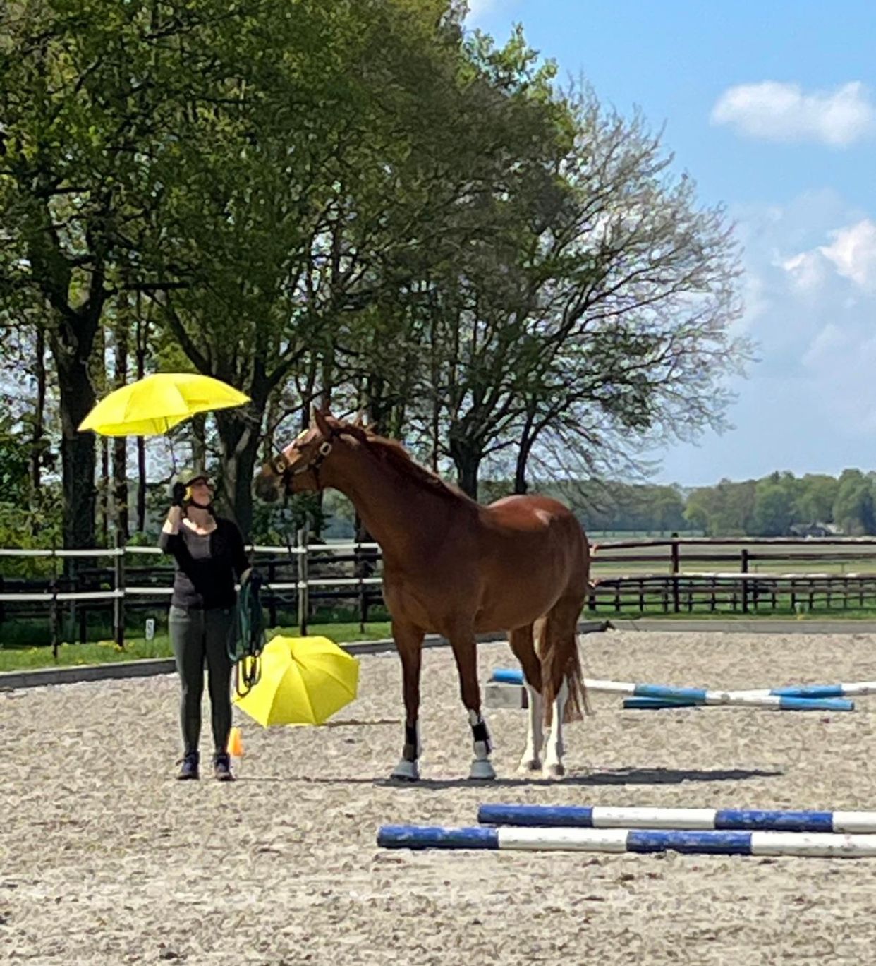kwpn dressuurpaard ruin 7 ani vos de vânzare - Foto 4