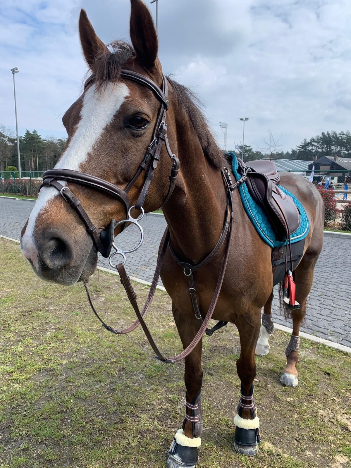 pony merrie 18 jaar te koop - Foto 4