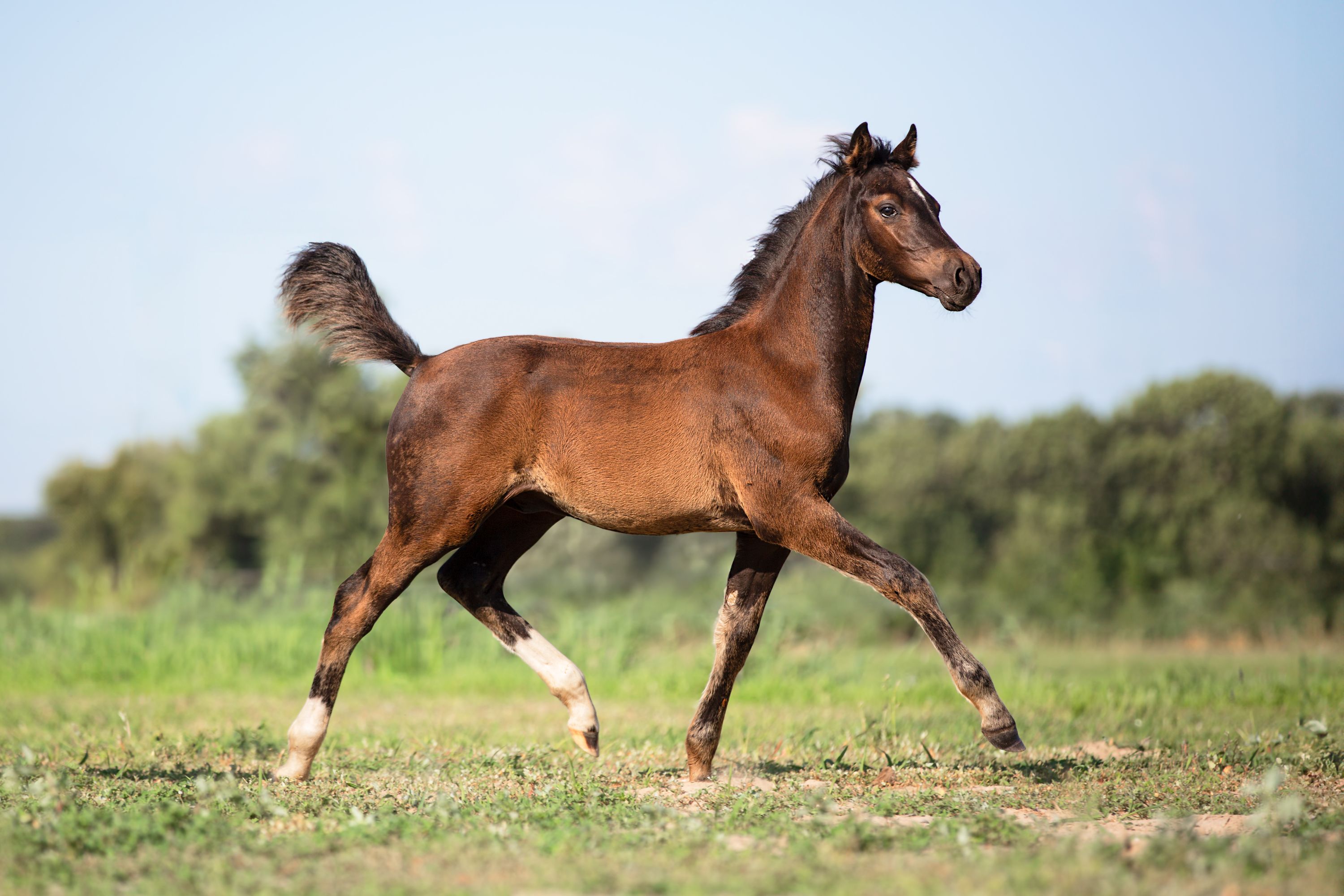 Imponente potro semental (smokey) talla poni