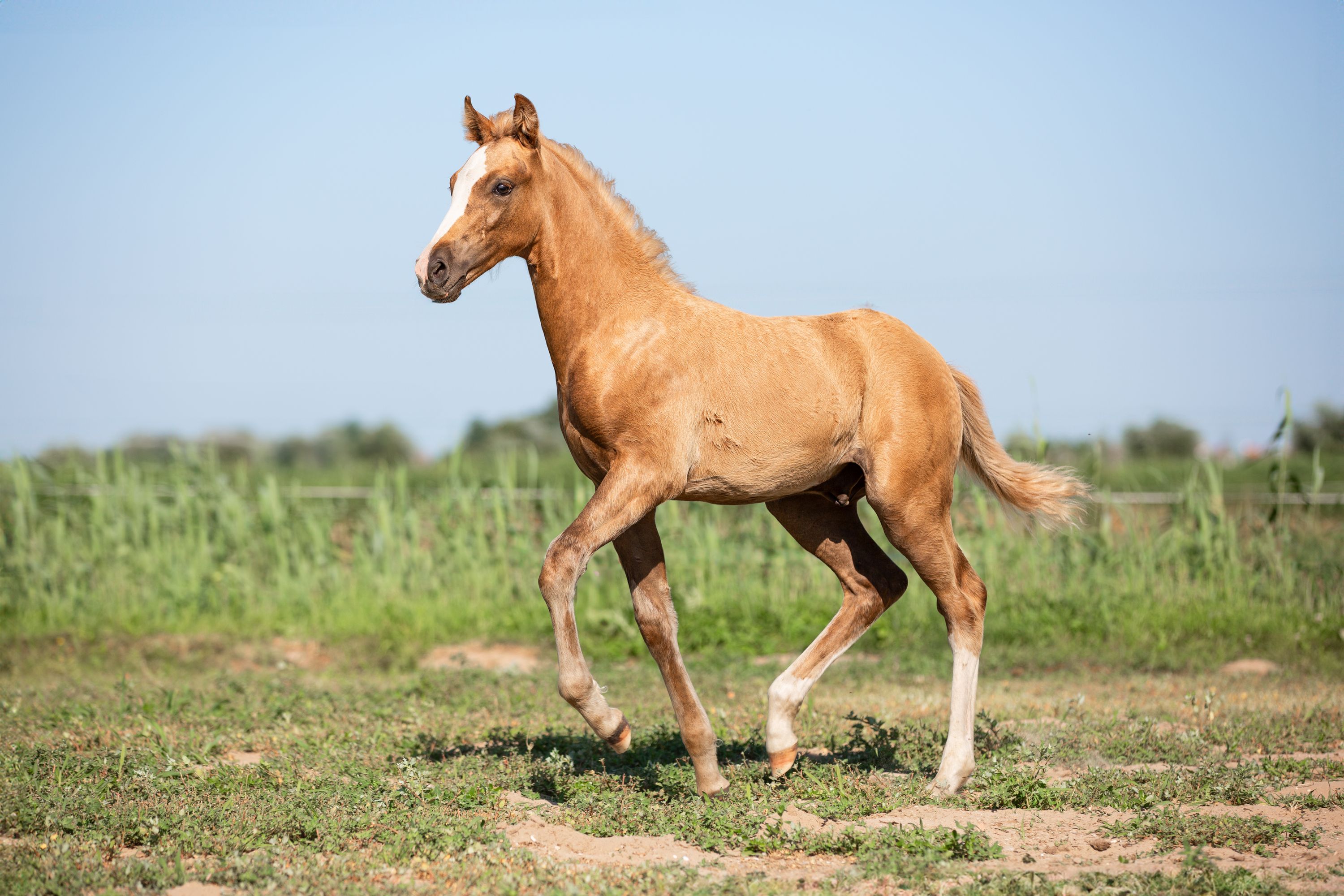 nrps dressuurpony hengst 0 år andere-kleur till salu - Foto 5