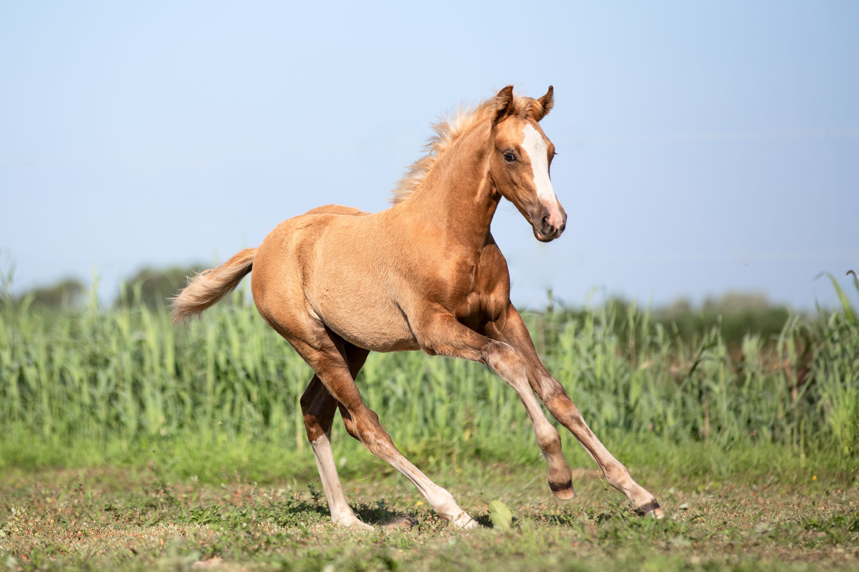nrps dressuurpony hengst 0 år andere-kleur till salu - Foto 3