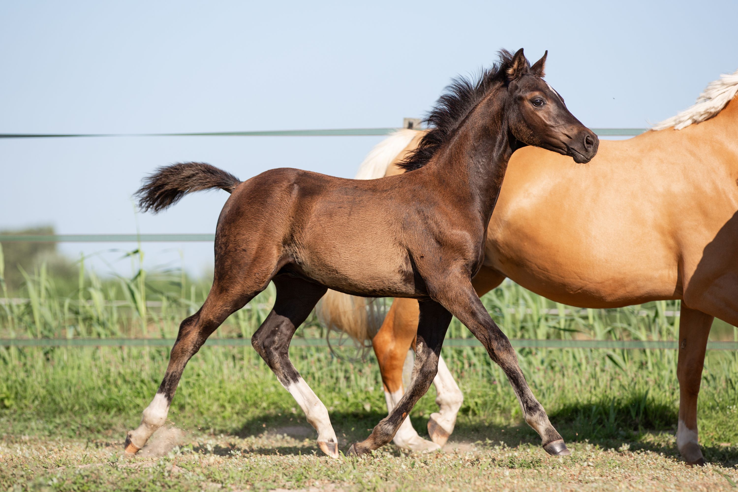 nrps dressuurpony hengst 0 år andere-kleur till salu - Foto 6