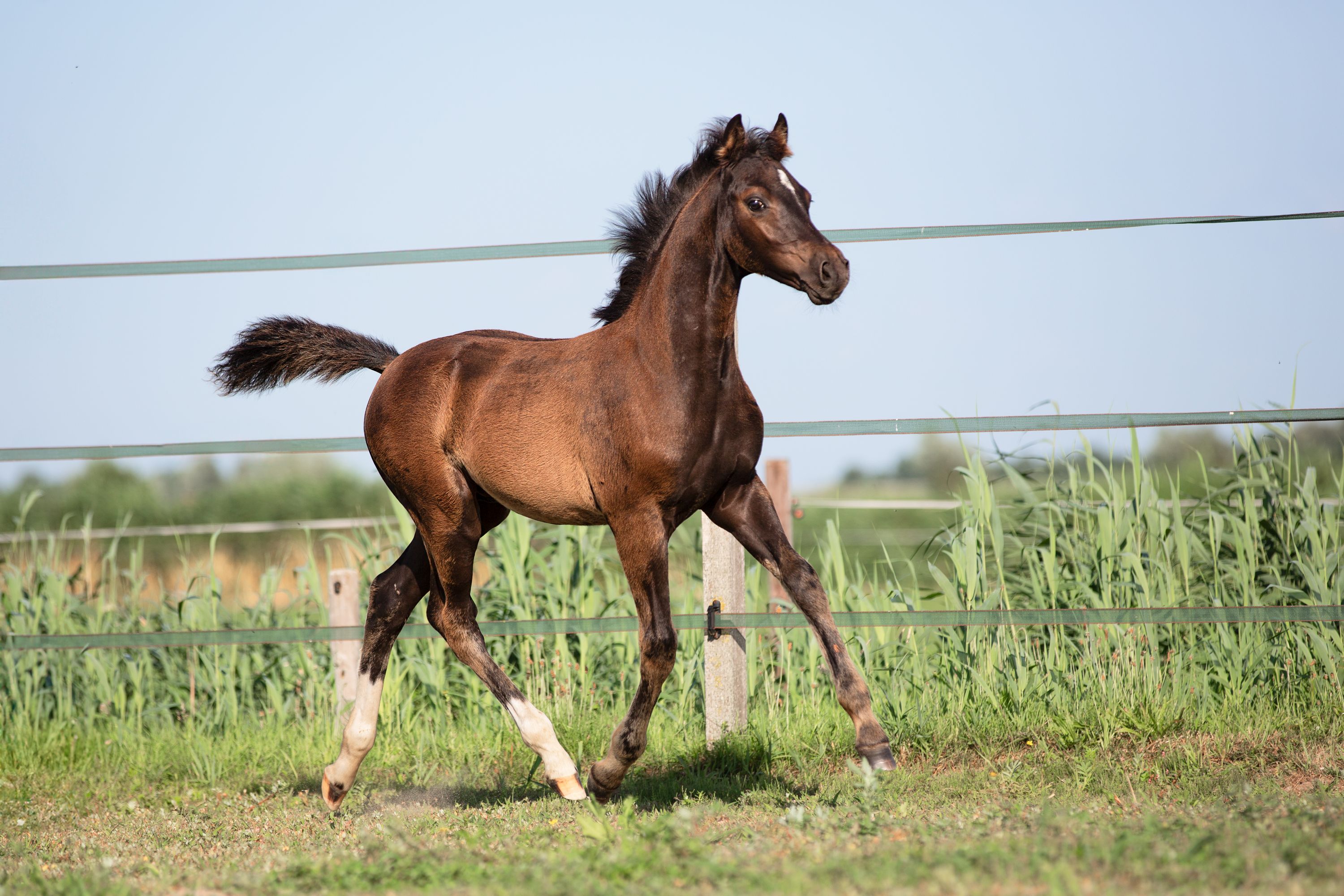 nrps dressuurpony hengst 0 år andere-kleur till salu - Foto 2