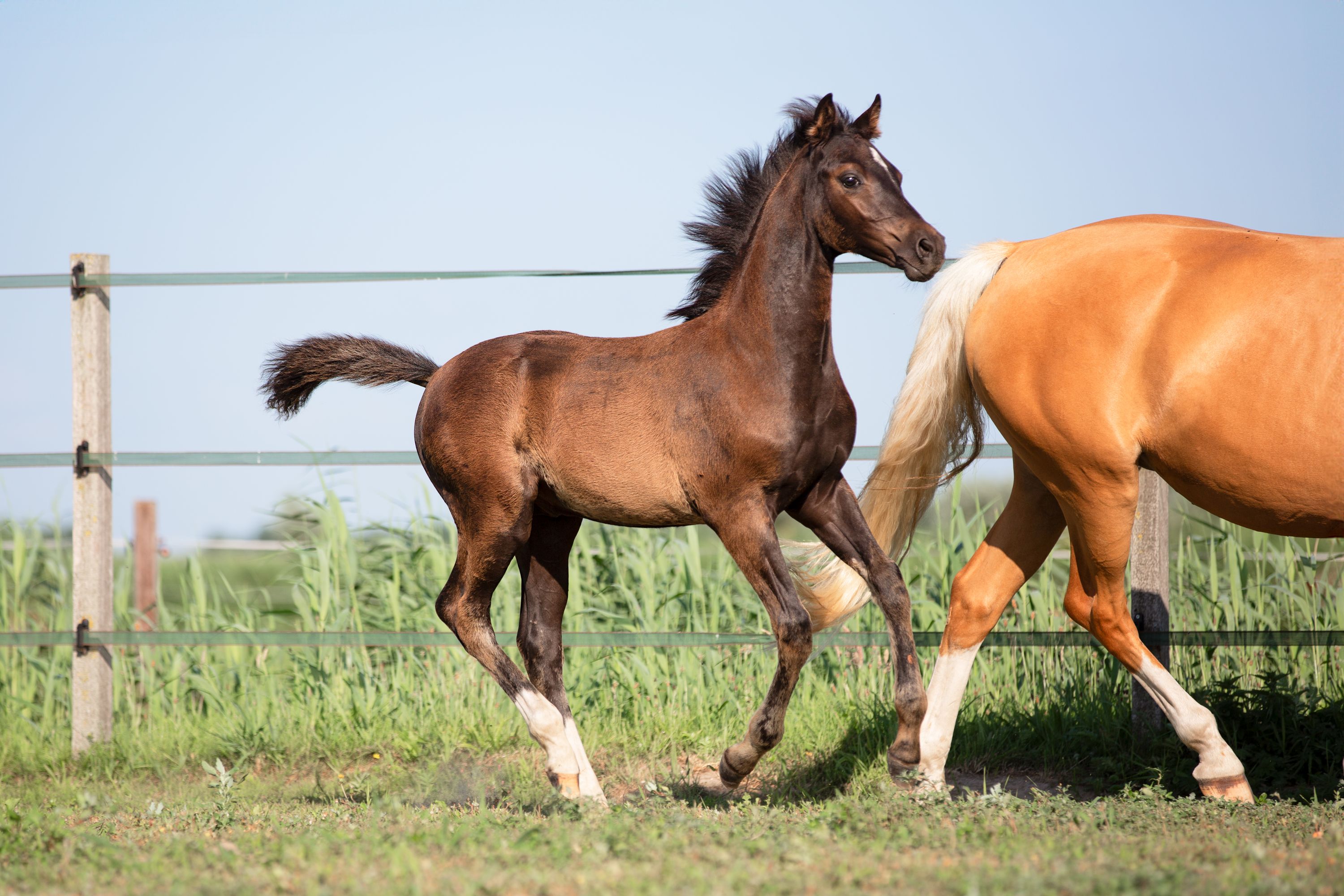 nrps dressuurpony hengst 0 år andere-kleur till salu - Foto 5