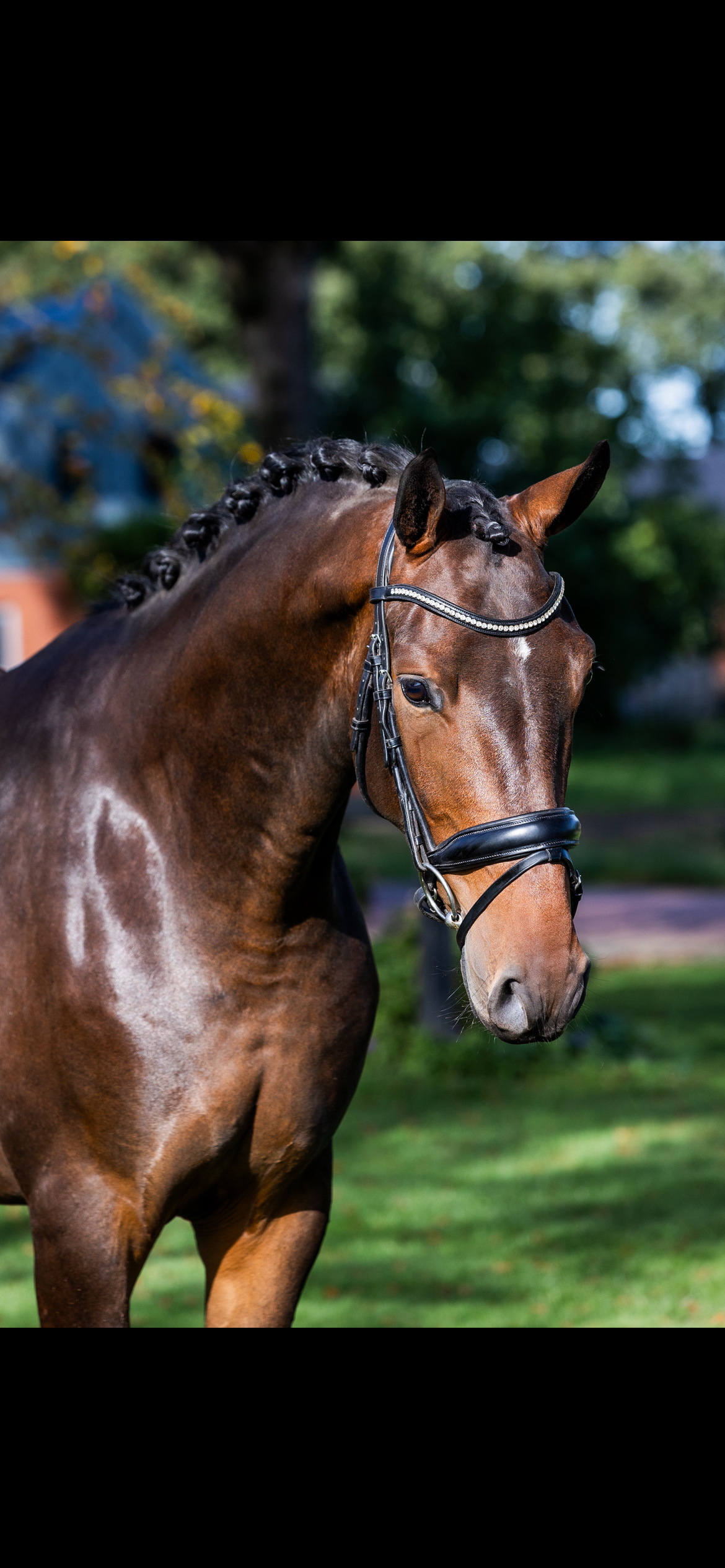 Bloedmooie 3 jarige ruin