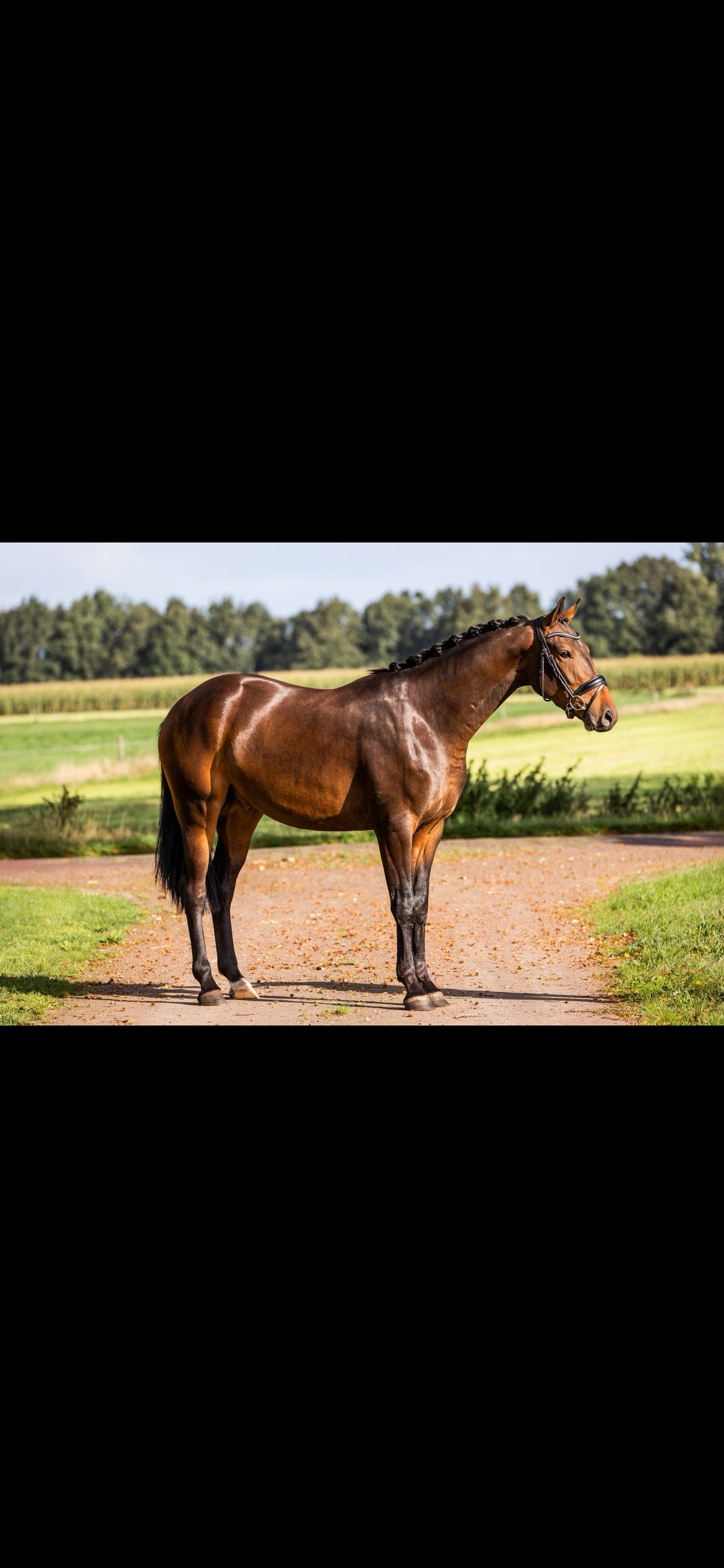kwpn dressuurpaard ruin 3 jaar donkerbruin te koop - Foto 2