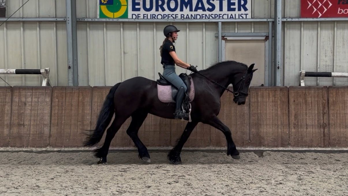 dressuurpaard ruin 16 años zwart en venta - Foto 2