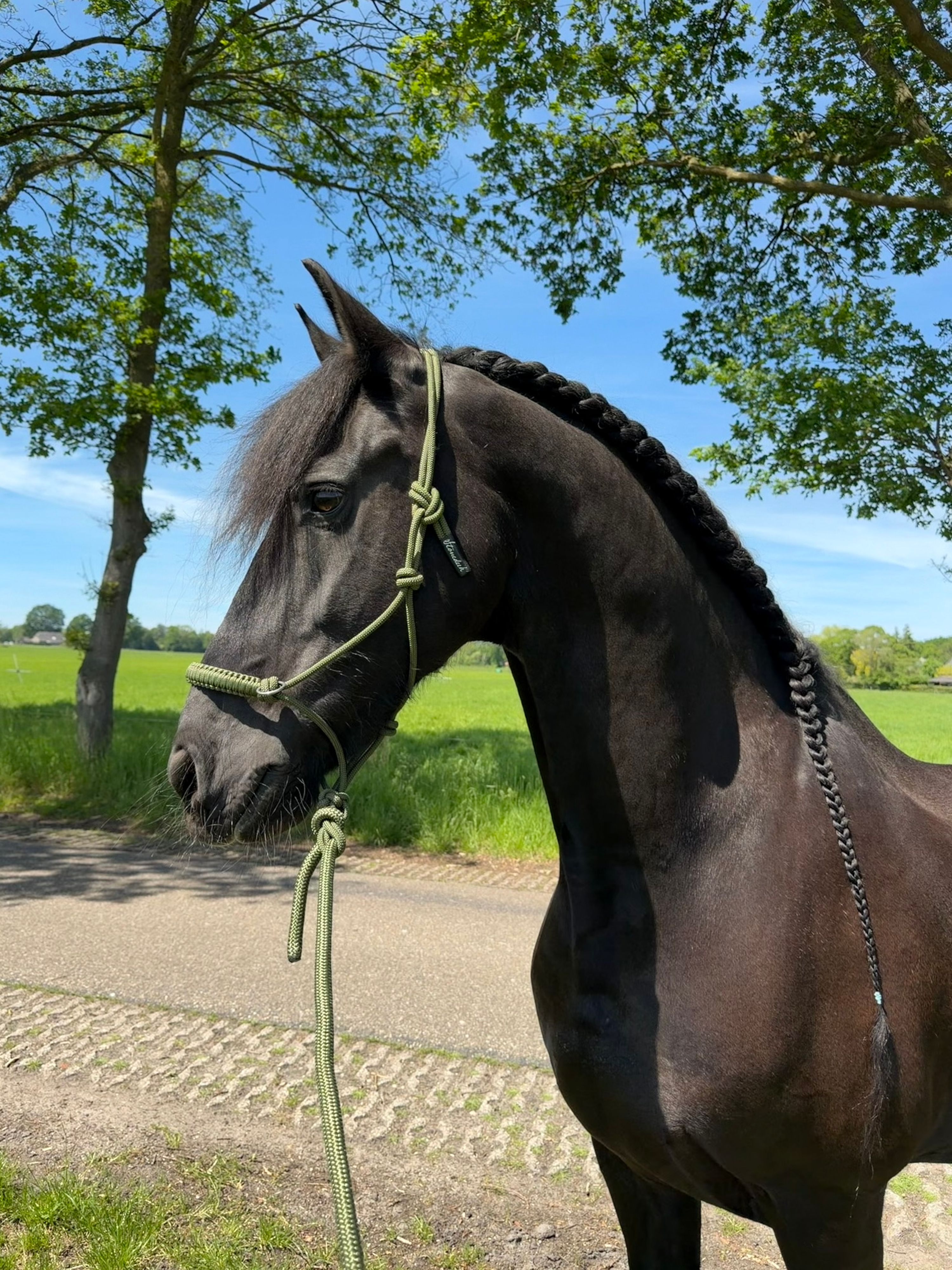 dressuurpaard ruin 16 años zwart en venta - Foto 4