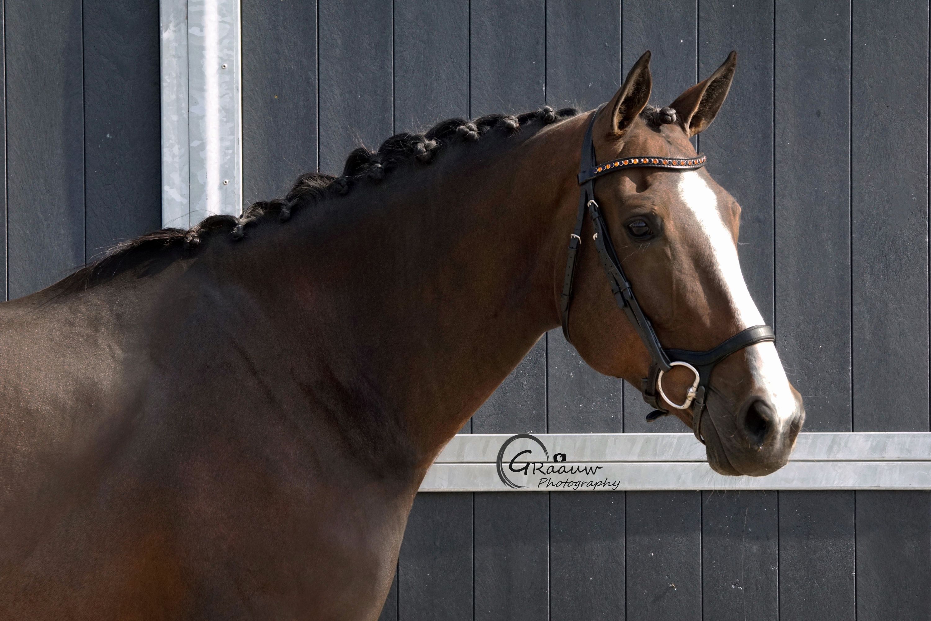 Fint avelsto med stoföl till salu – beprövad Hickstead-linje