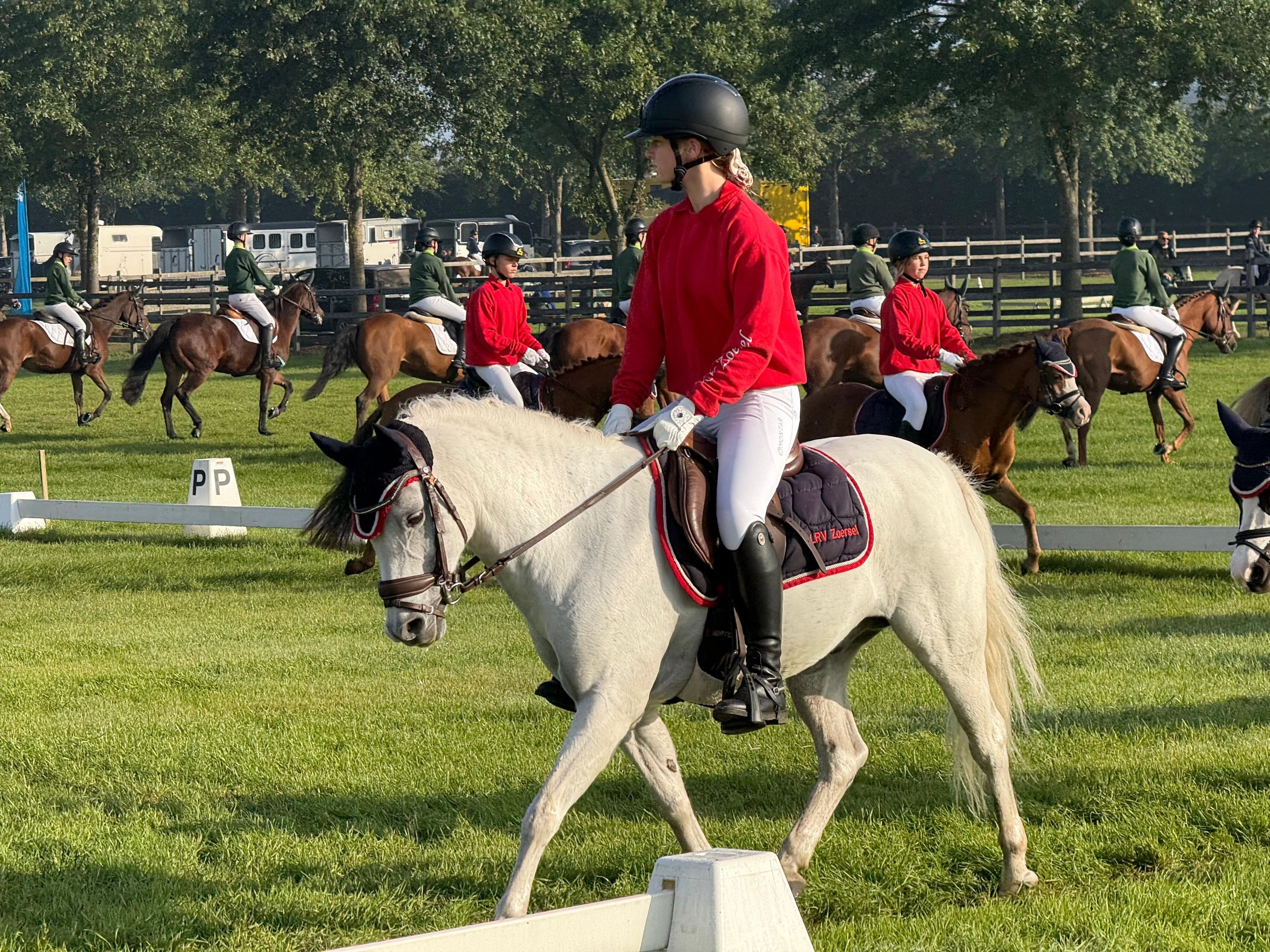 bwp allround-pony ruin 15 jaar schimmel te koop - Foto 2