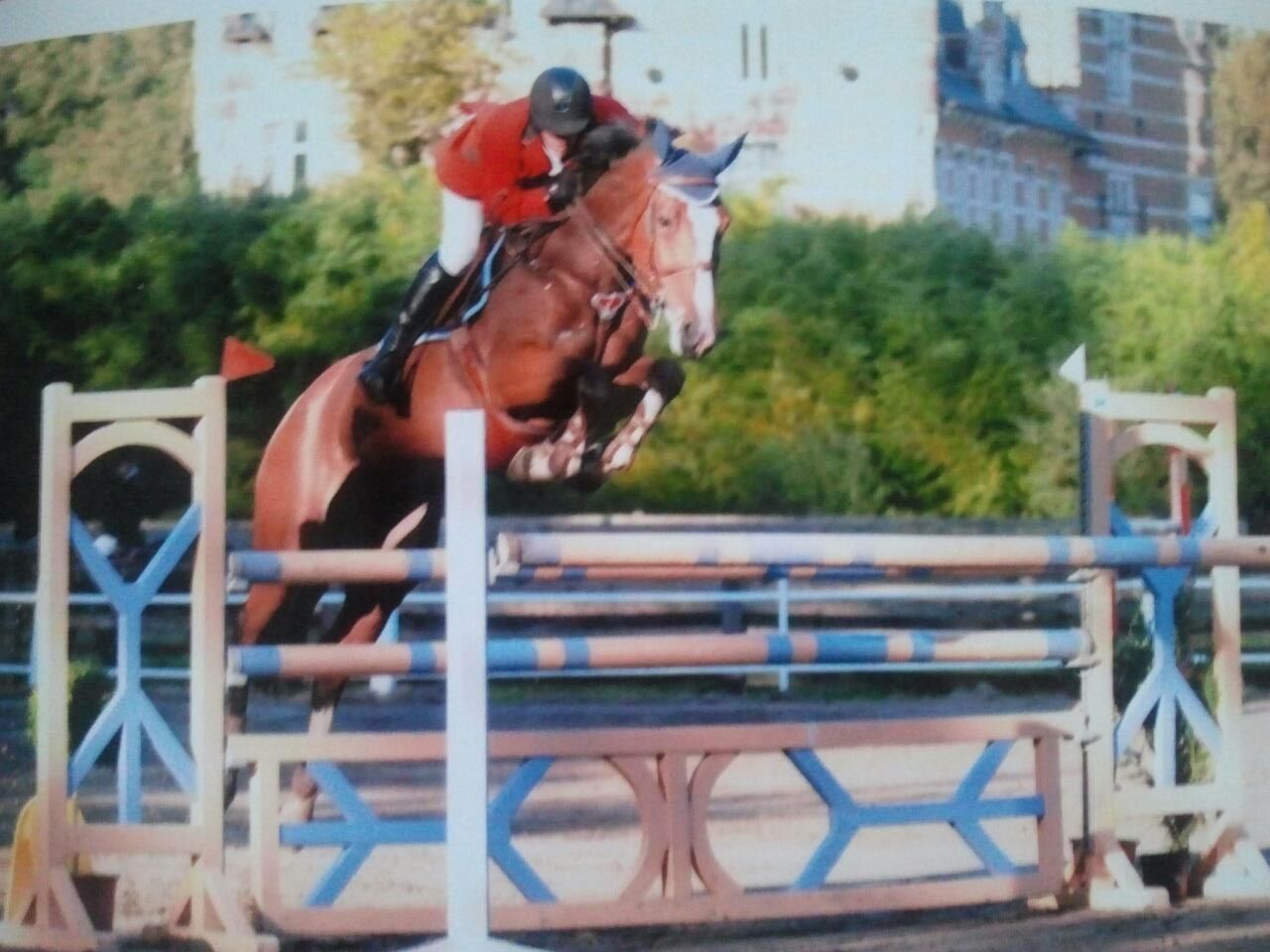 bwp springpaard merrie 3 år bruin till salu - Foto 6