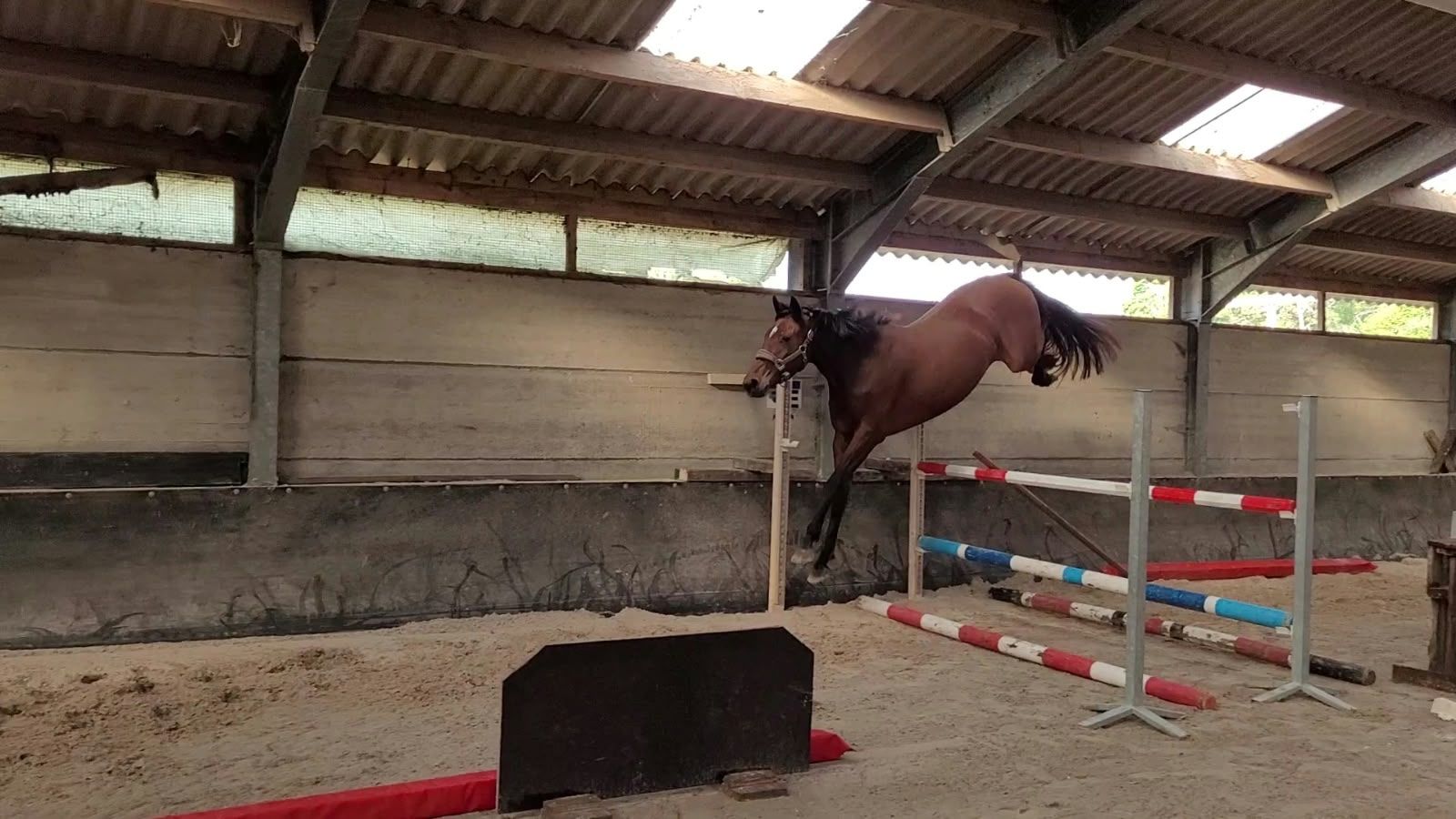 bwp springpaard merrie 3 år bruin till salu - Foto 5