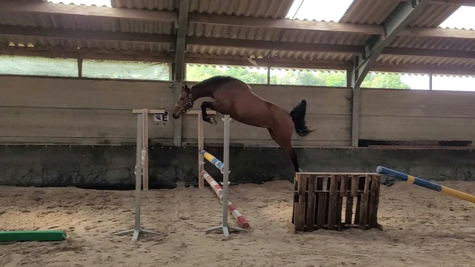 bwp springpaard merrie 3 år bruin till salu - Foto 3