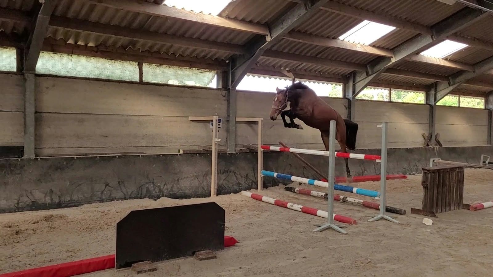 bwp springpaard merrie 3 år bruin till salu - Foto 4