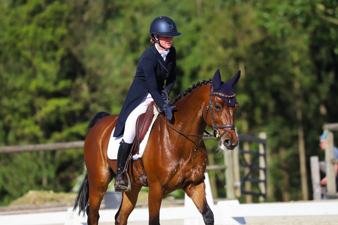zangersheide eventingpaard ruin 8 år bruin till salu - Foto 5
