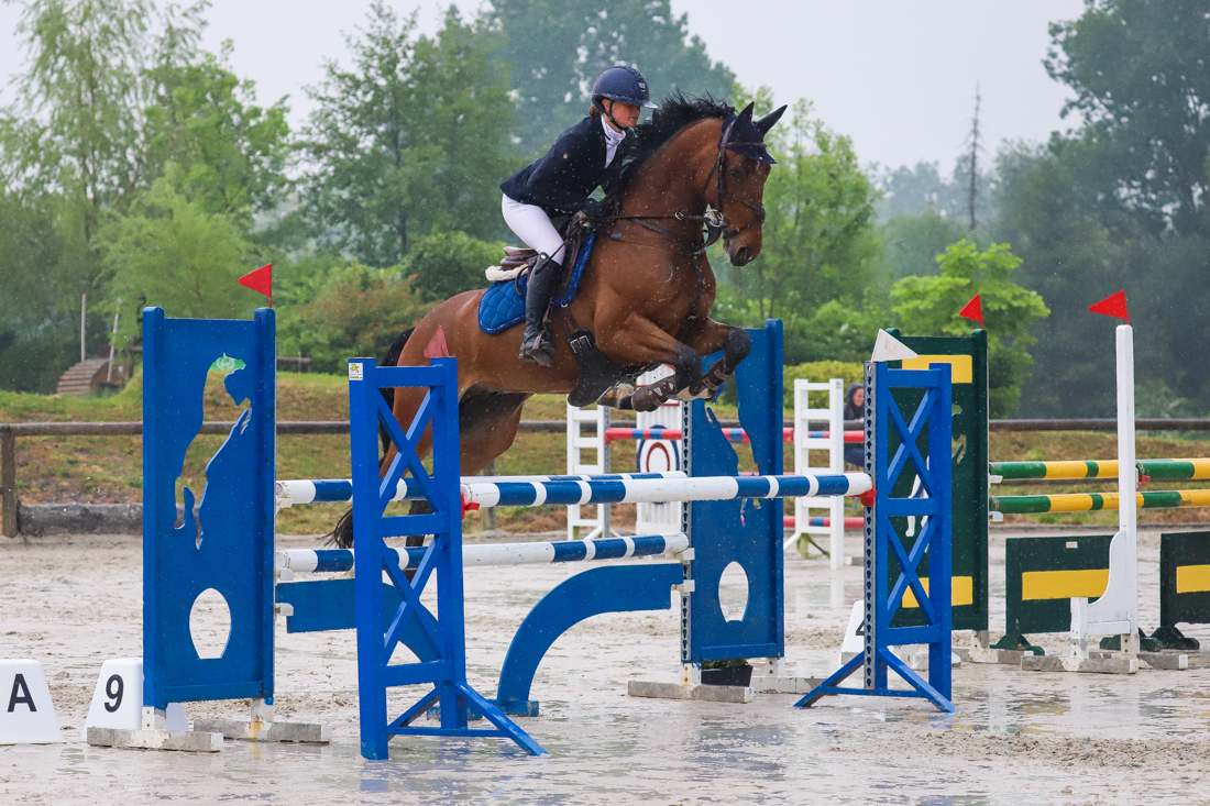 zangersheide eventingpaard ruin 8 år bruin till salu - Foto 3