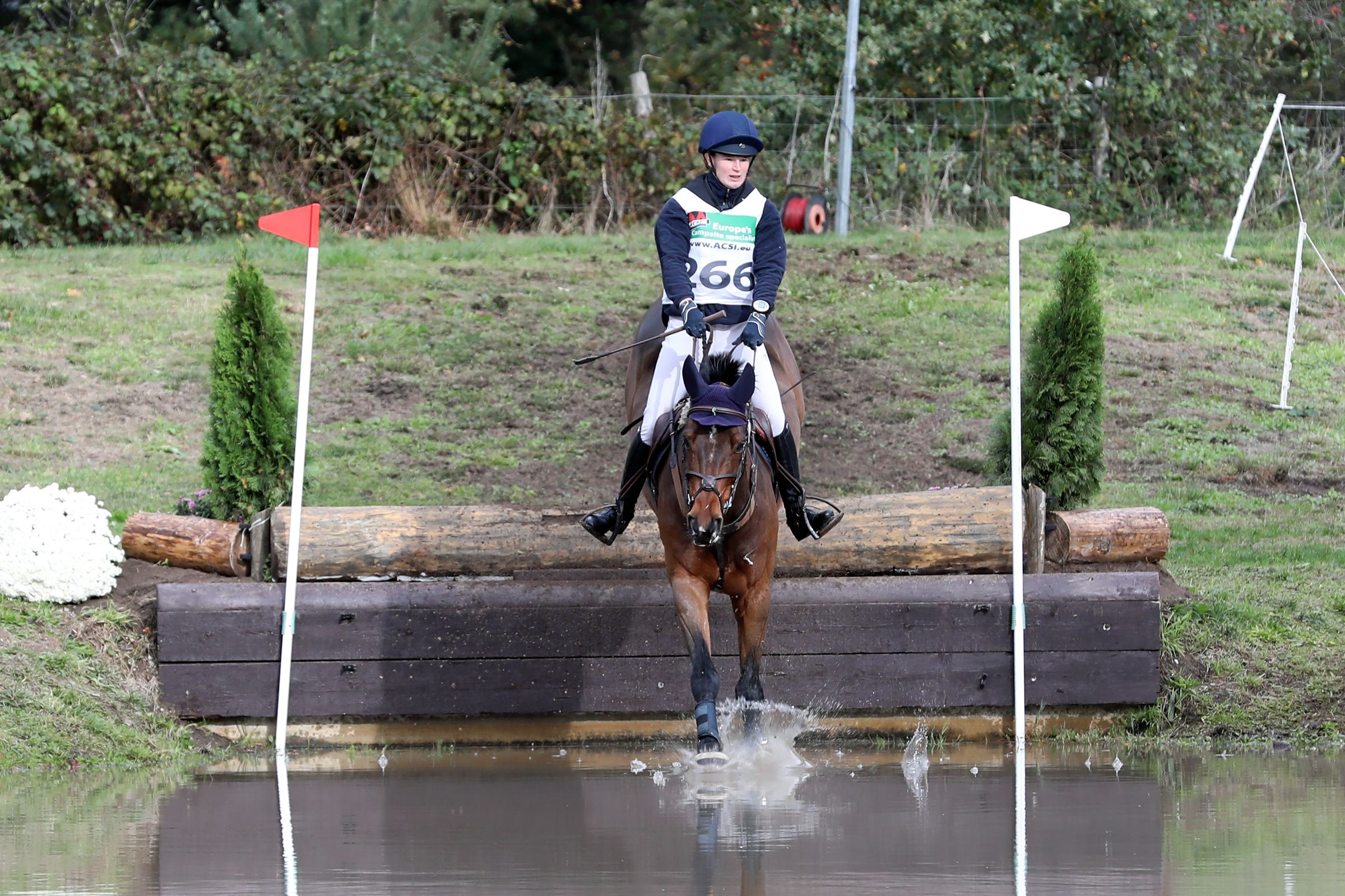 zangersheide eventingpaard ruin 8 år bruin till salu - Foto 6