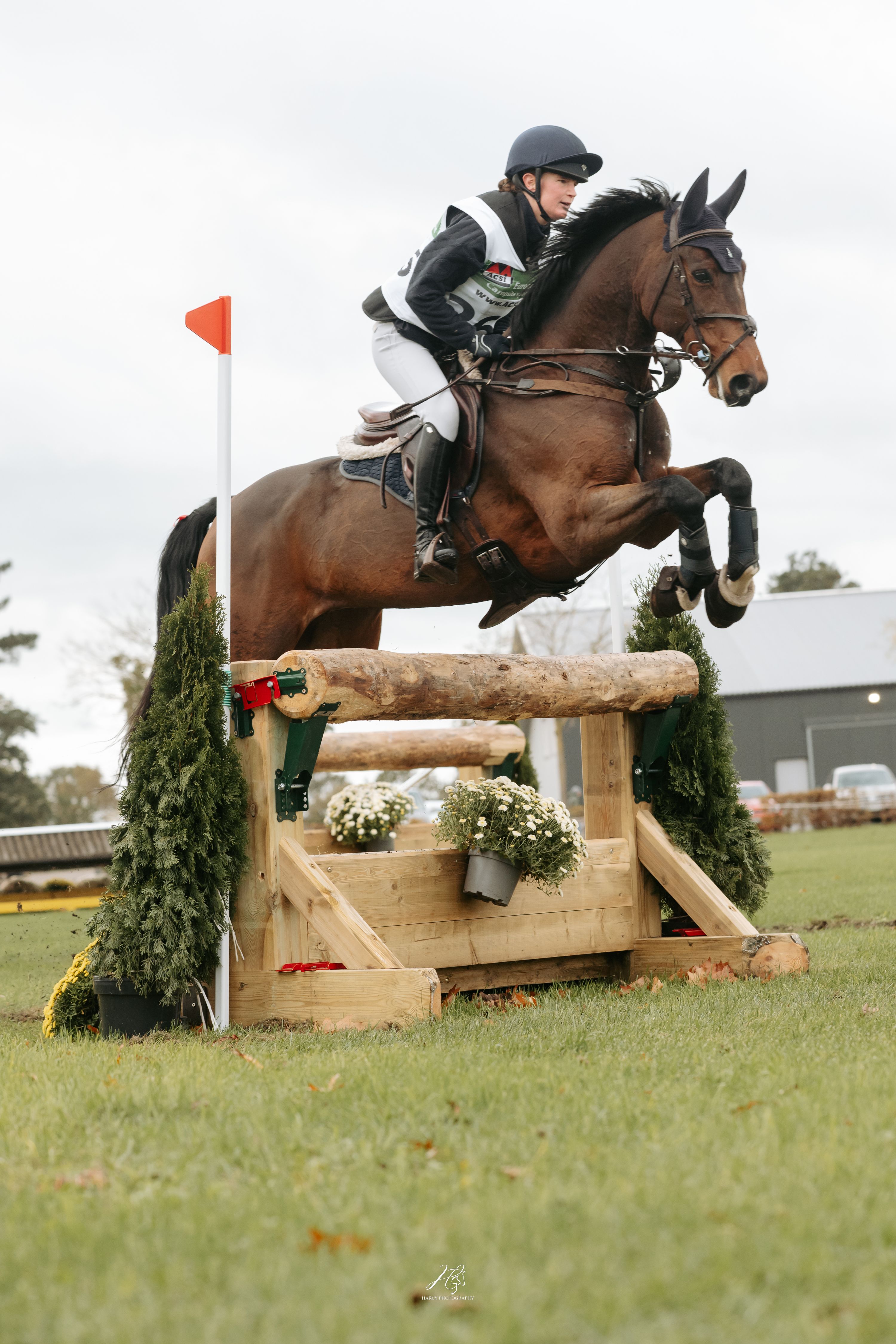 zangersheide eventingpaard ruin 8 år bruin till salu - Foto 4