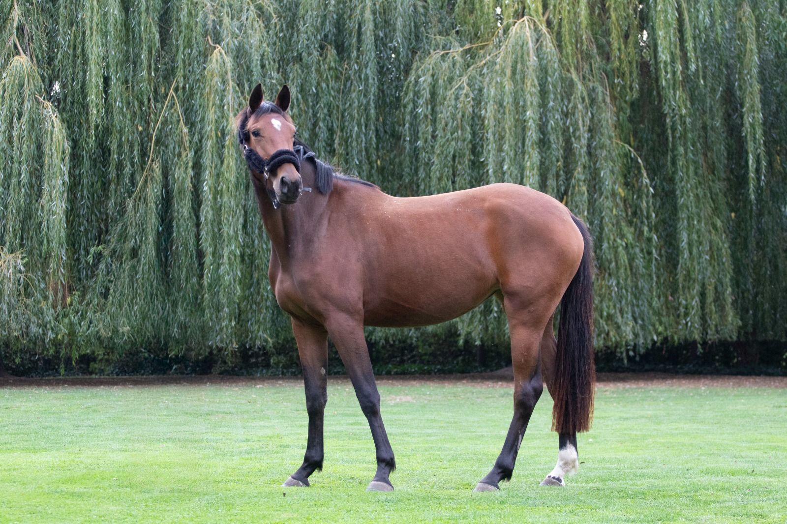 3-jähriges Springpferd Stute Gancio x Canturano X Heartbreaker