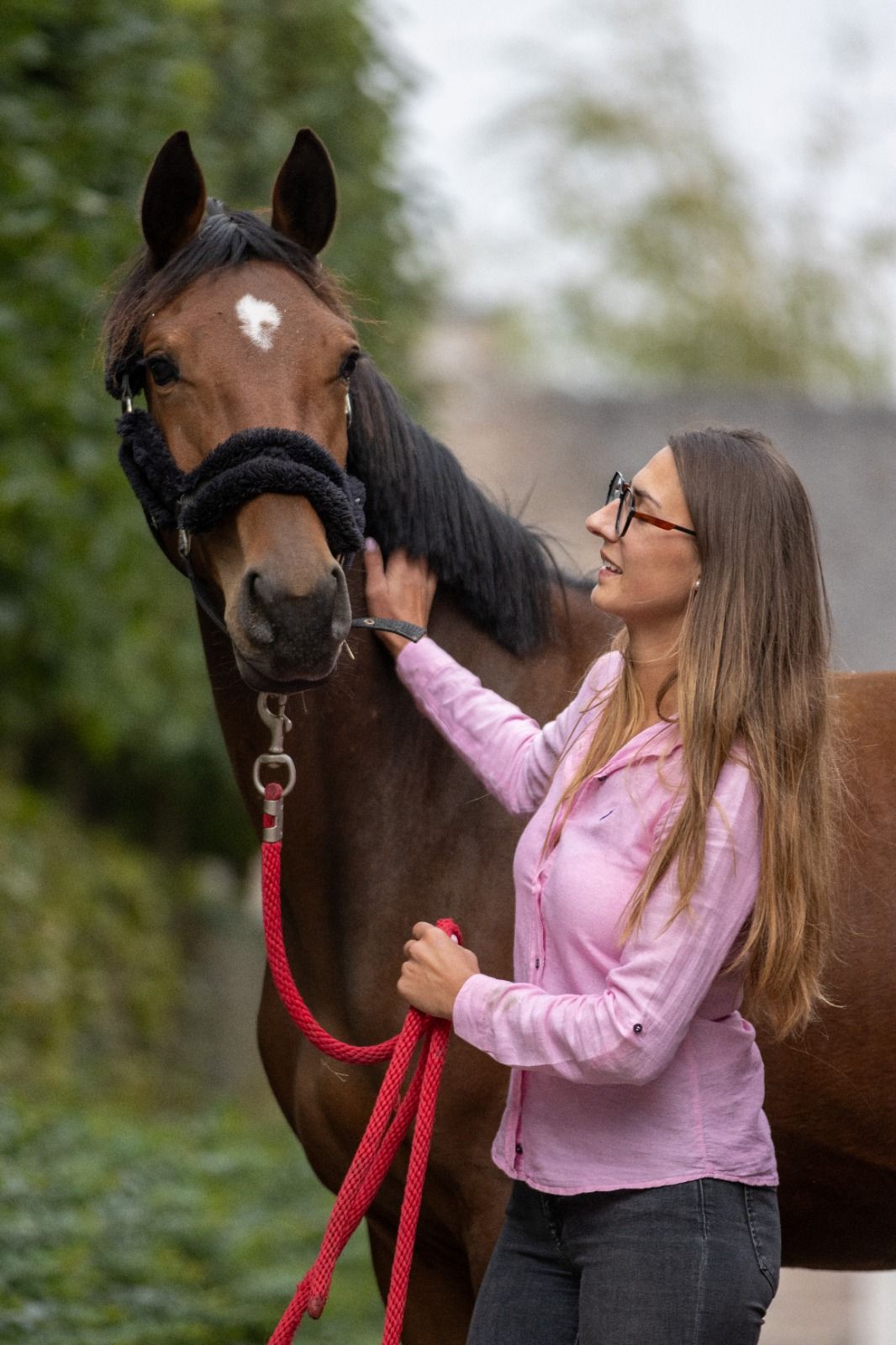 bwp springpaard merrie 3 år bruin till salu - Foto 2