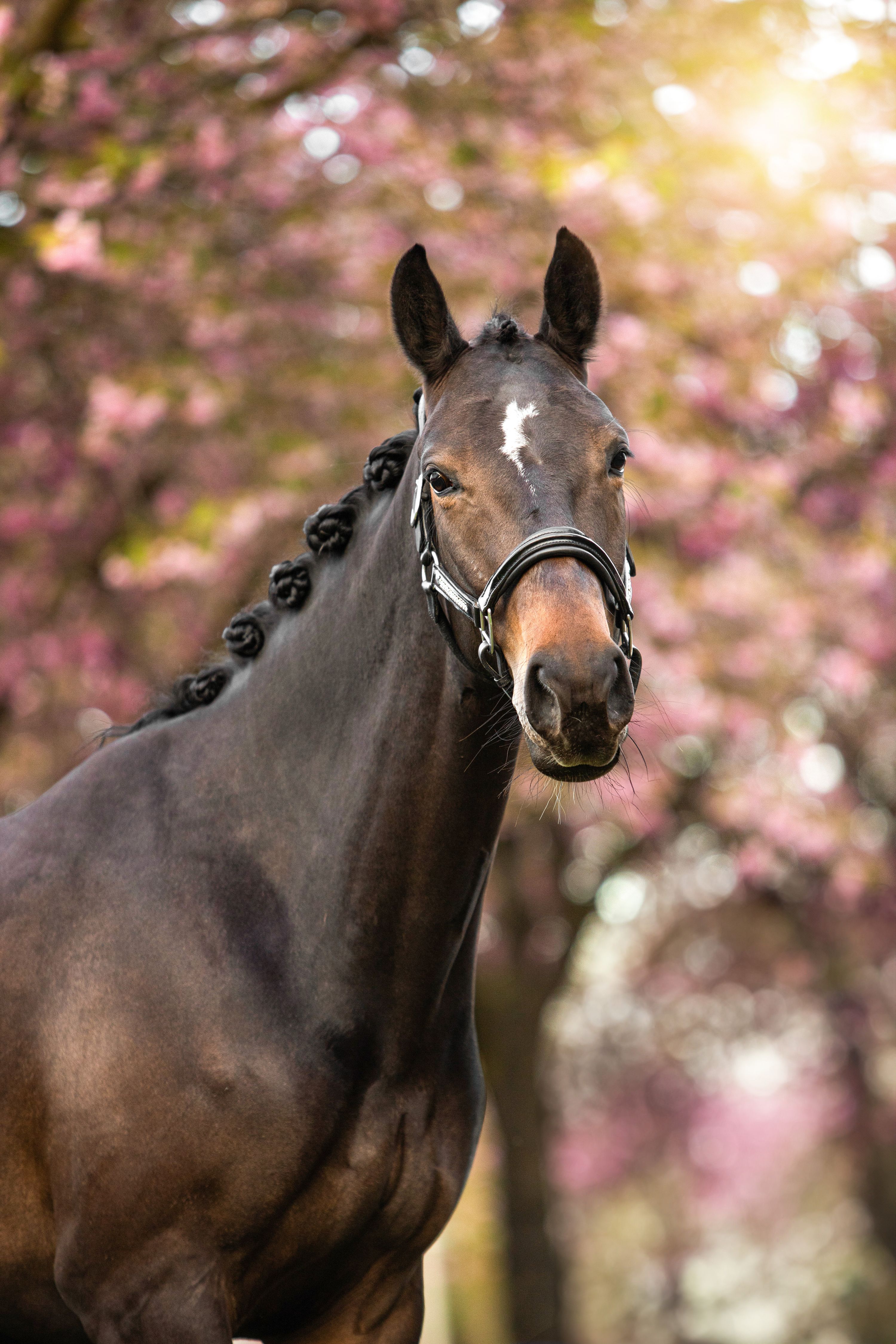7 jarige spring merrie
