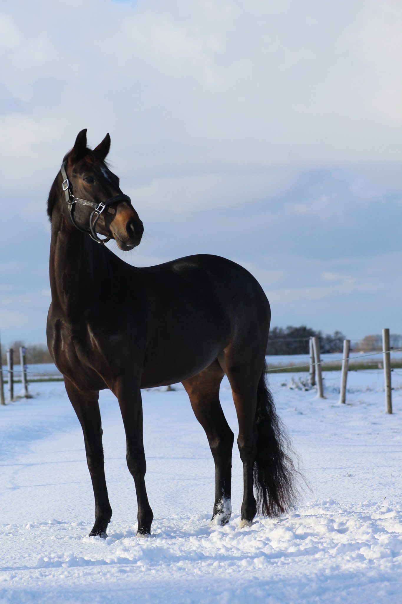 kwpn springpaard merrie 7 jaar donkerbruin te koop - Foto 6