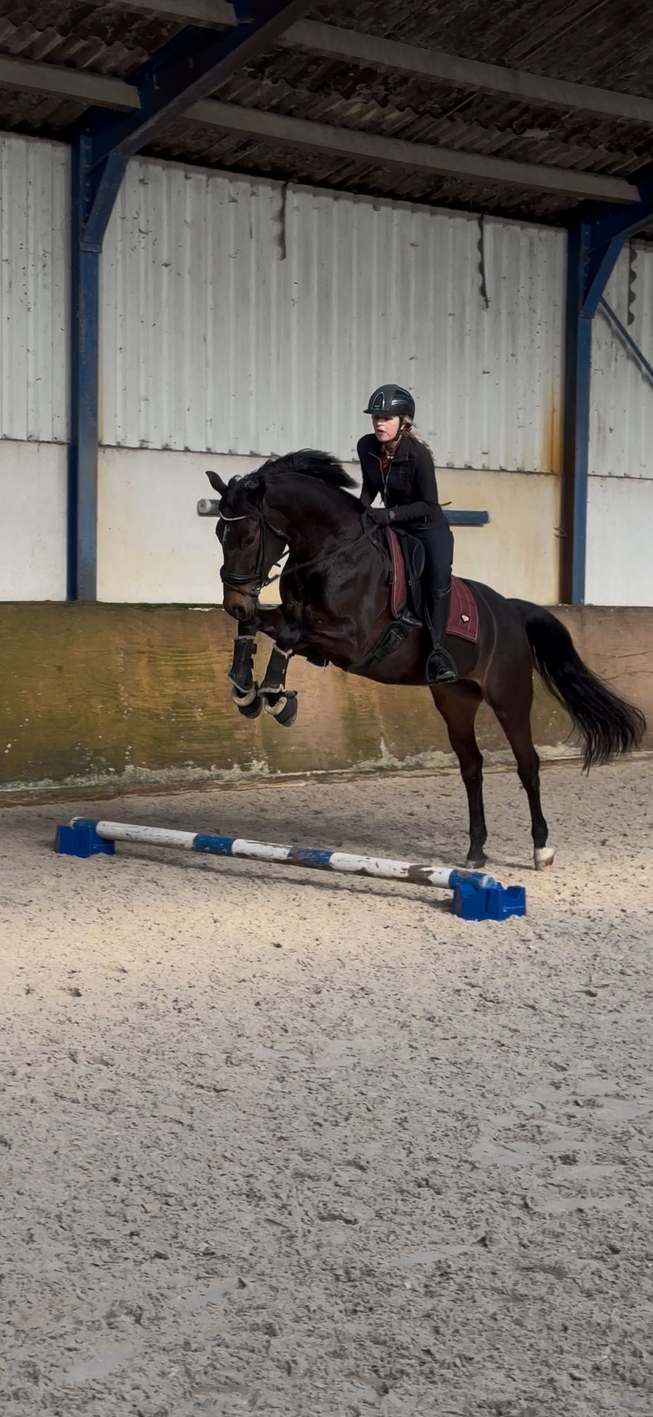 kwpn springpaard merrie 7 jaar donkerbruin te koop - Foto 4