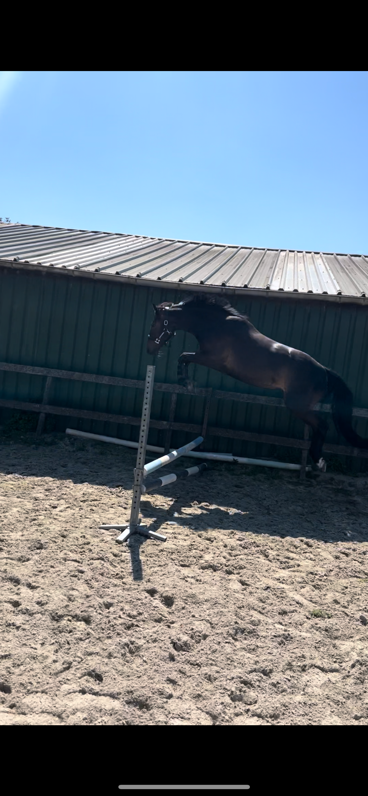 kwpn springpaard merrie 7 jaar donkerbruin te koop - Foto 5