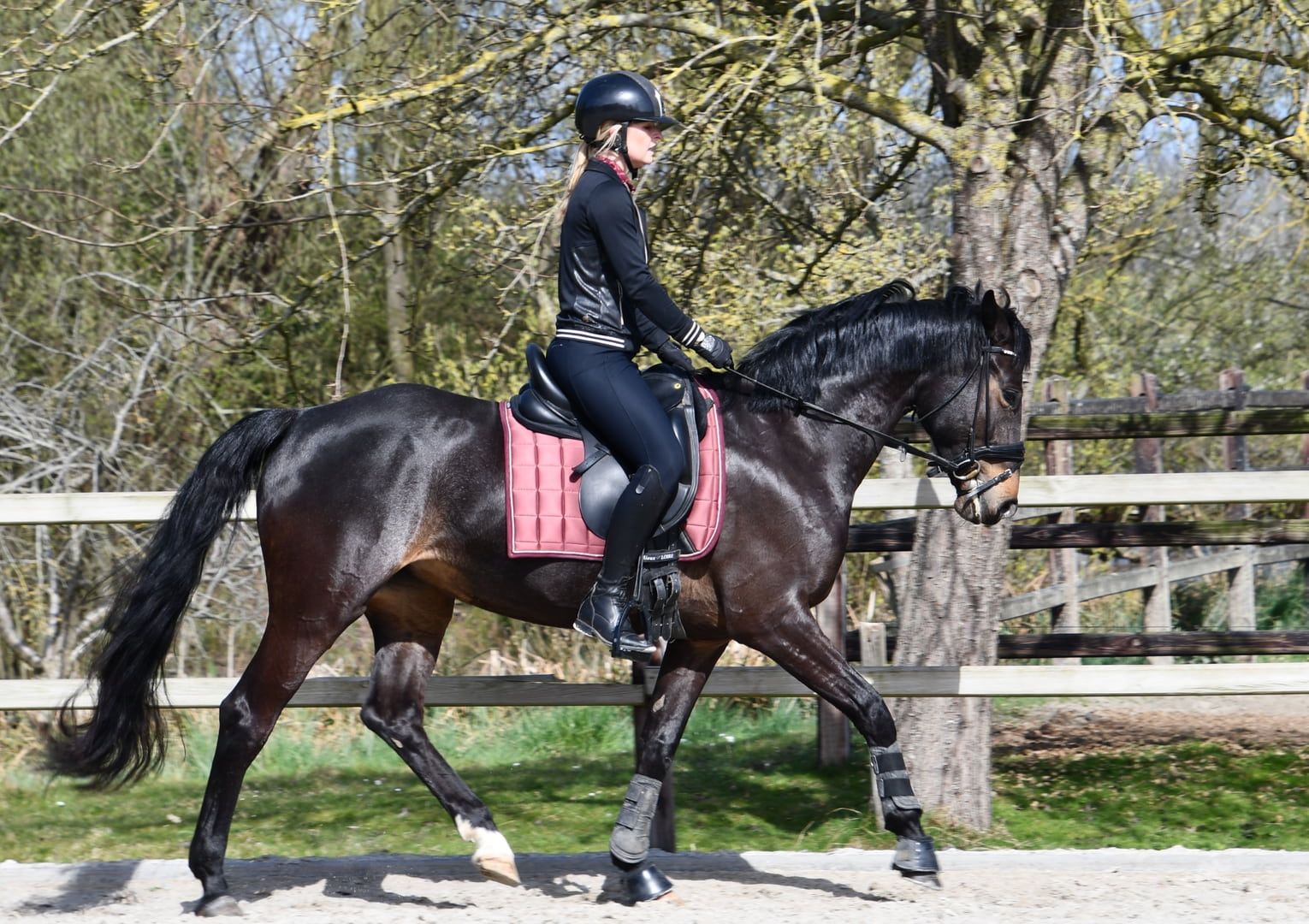 7 jarige spring merrie