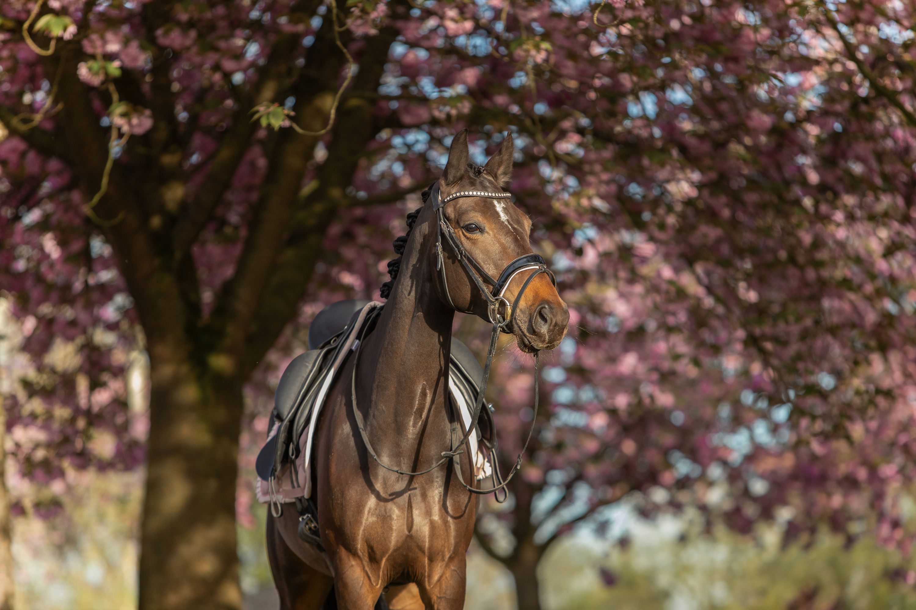 kwpn springpaard merrie 7 jaar donkerbruin te koop - Foto 3