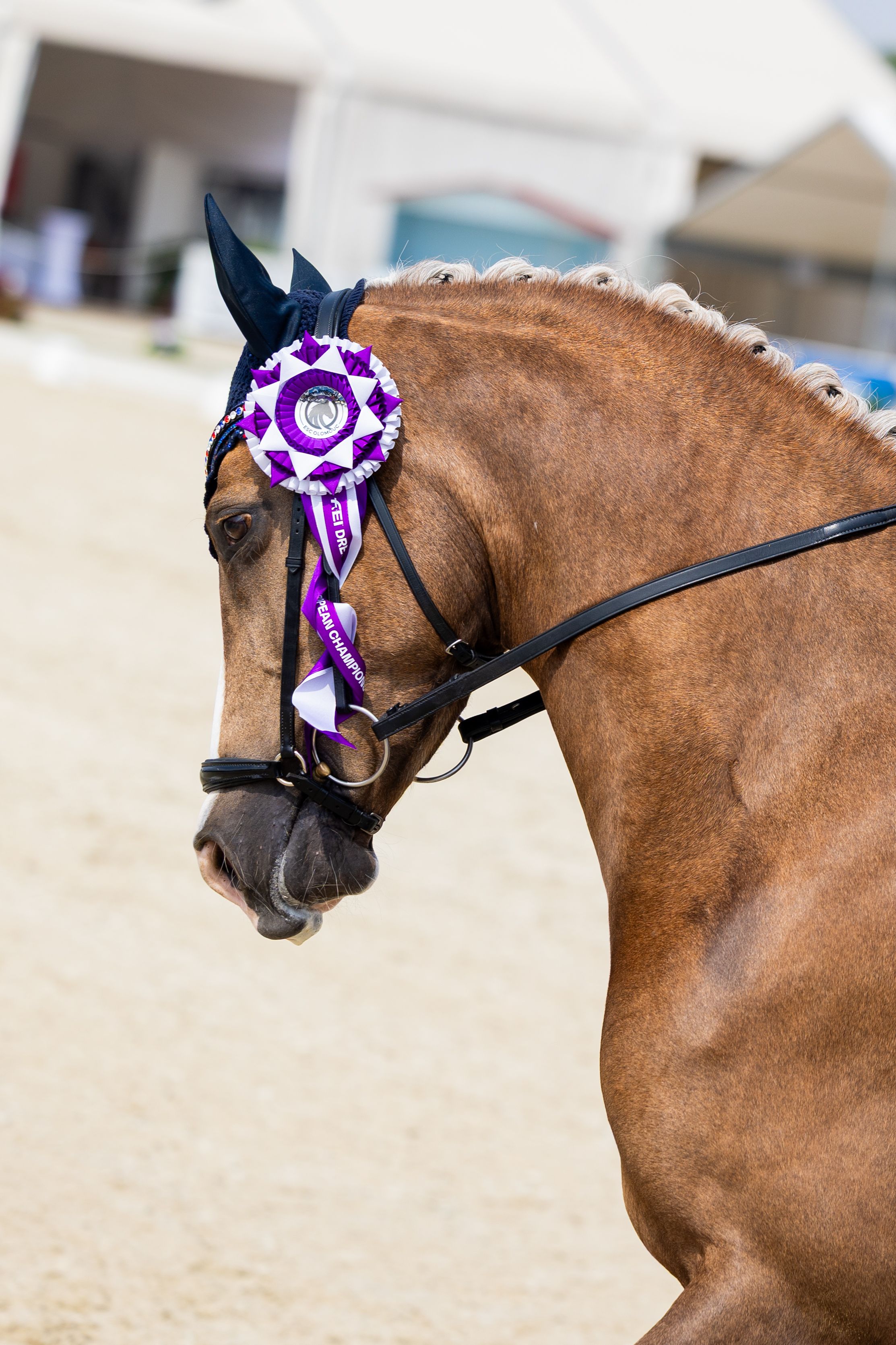 FEI Children super pony: Pleun EPJ, for sale