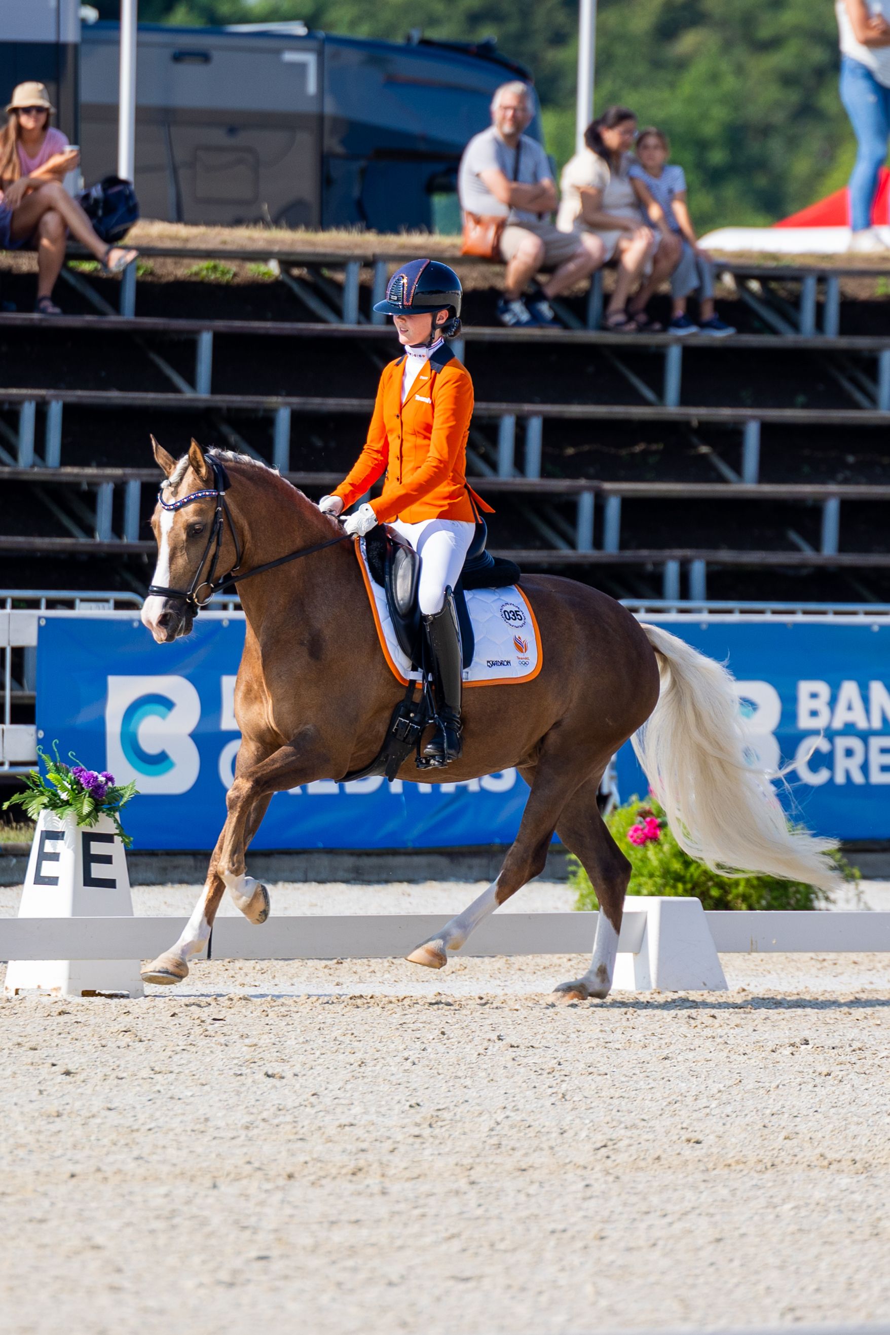 nrps dressuurpony merrie 6 år palomino till salu - Foto 3