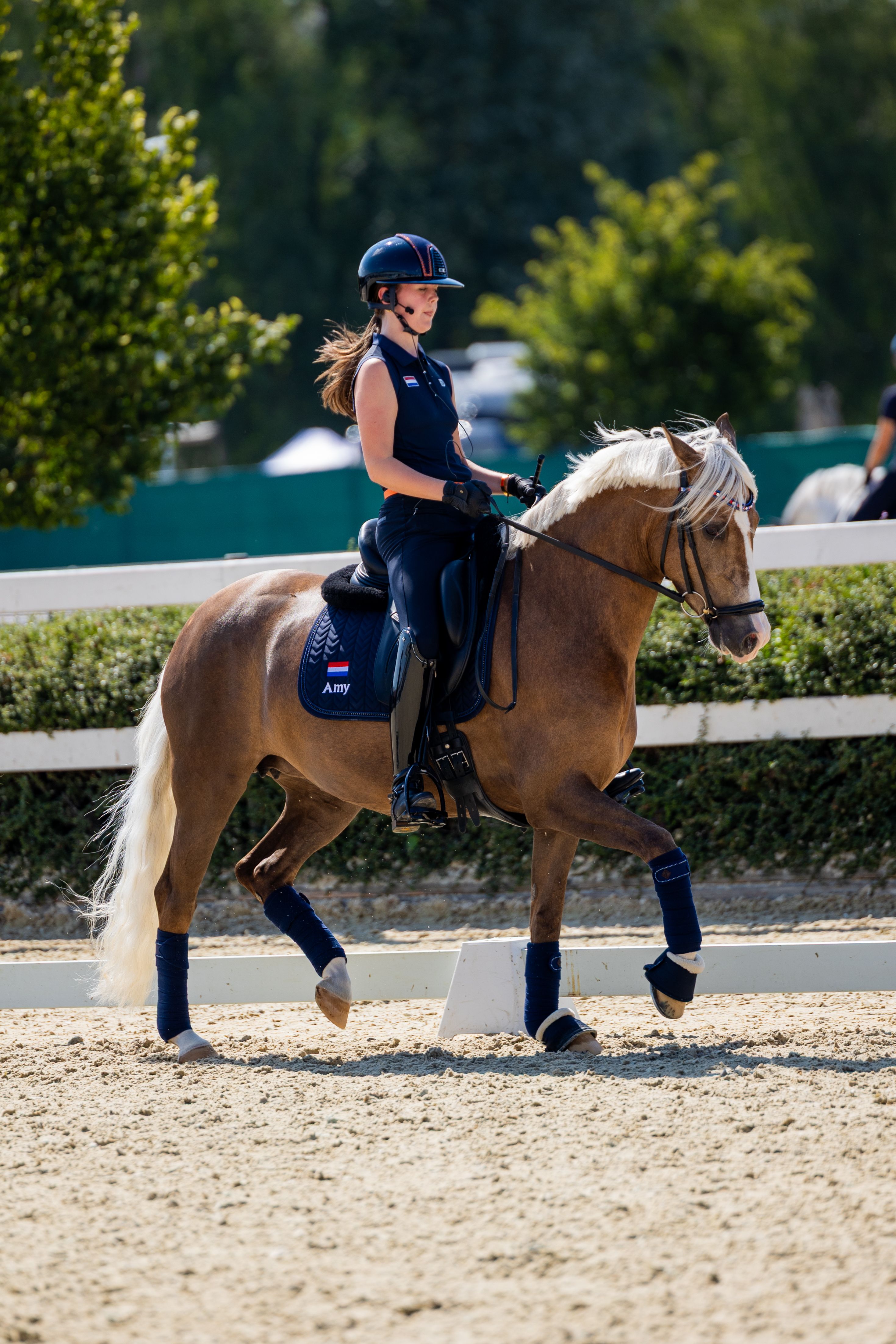 nrps dressuurpony merrie 6 år palomino till salu - Foto 2
