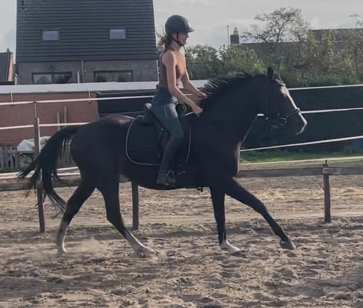 13-jährige Dressurstute
