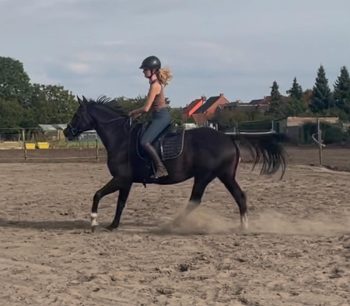 dressuurpaard merrie 13 let na prodej - Foto 3