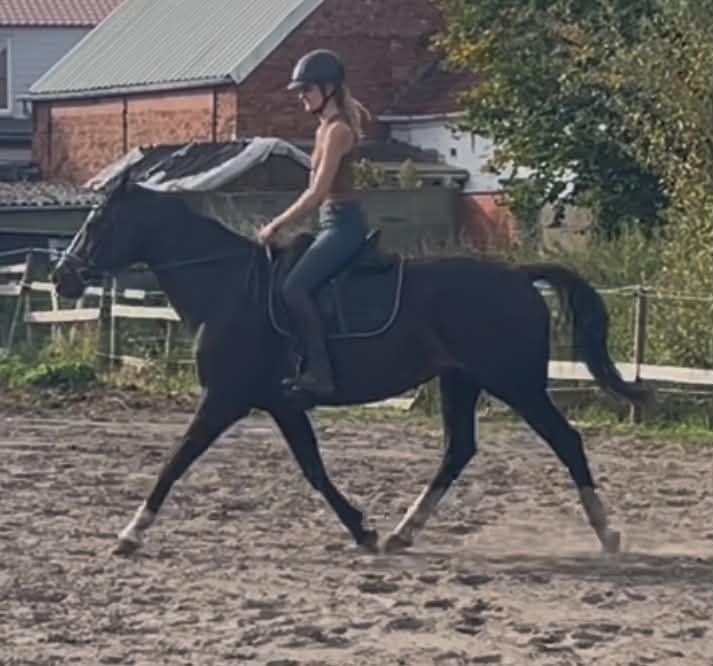 dressuurpaard merrie 13 let na prodej - Foto 4