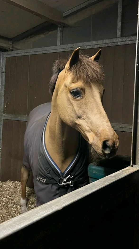 Super brave, lieve en uiterst betrouwbare Dressuurpony - C 1,36 m