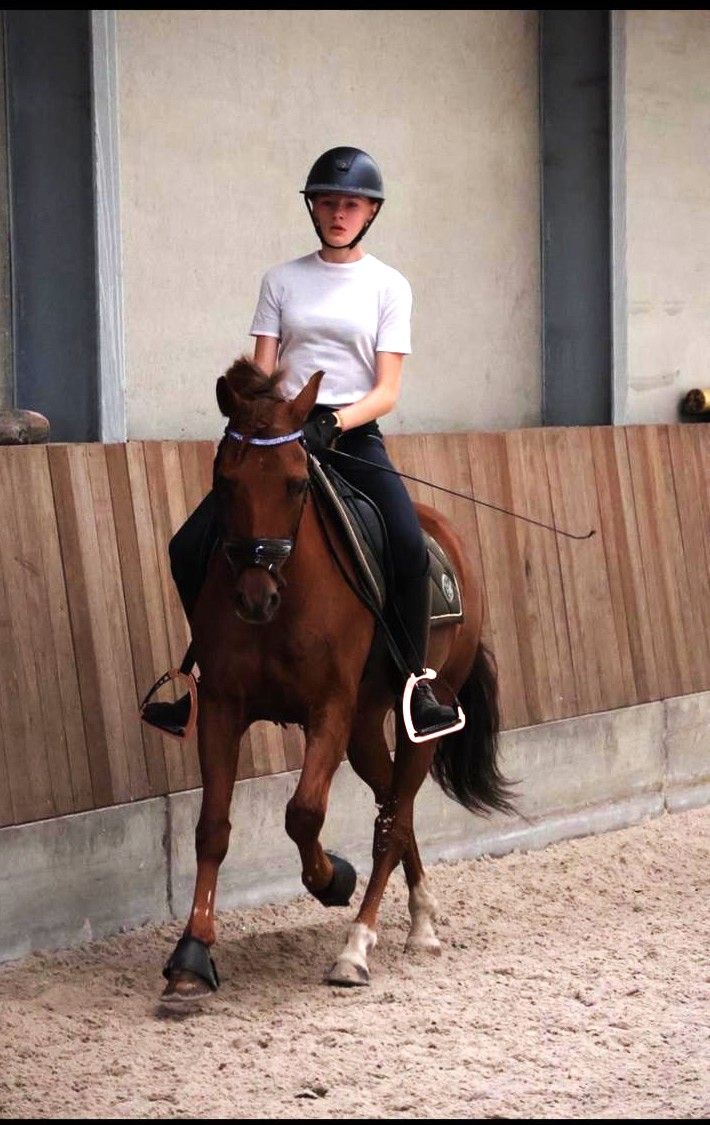 new-forest dressuurpony ruin 25 jaar kastanje te koop - Foto 2