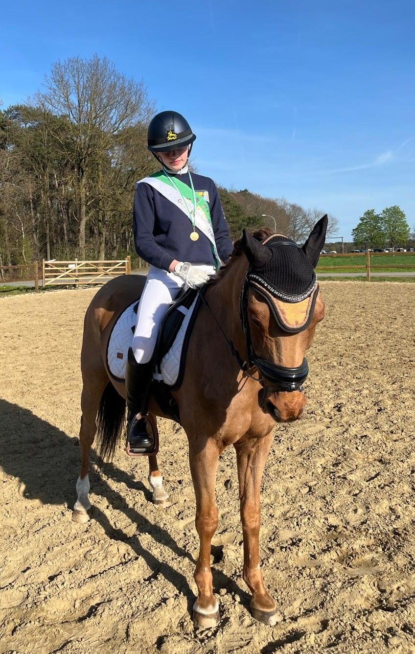 new-forest dressuurpony ruin 25 jaar kastanje te koop - Foto 3