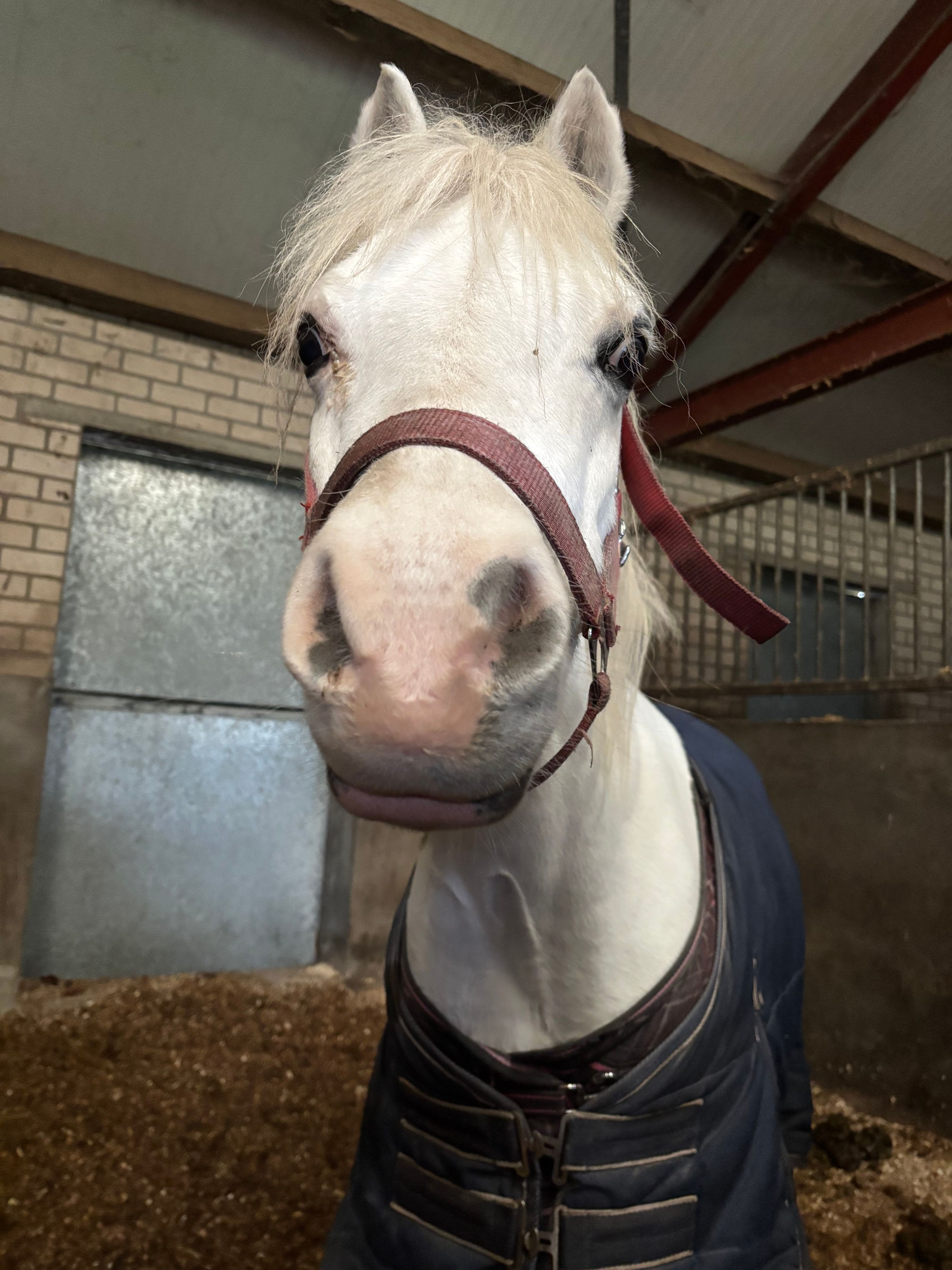 welsh allround-pony merrie 16 år schimmel till salu - Foto 5