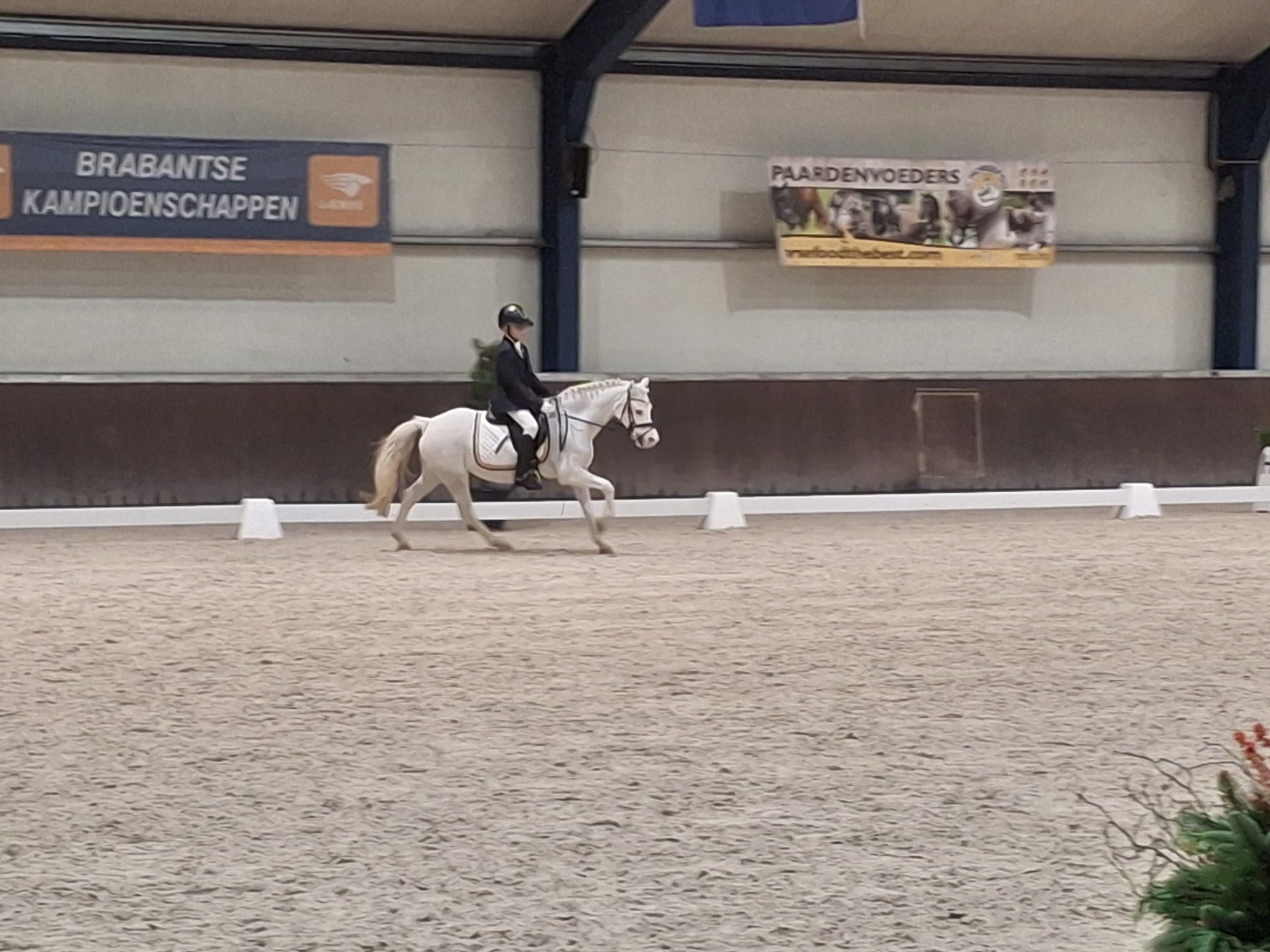 welsh allround-pony merrie 16 år schimmel till salu - Foto 2