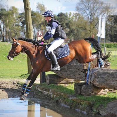 bwp allround-pony merrie 16 سنوات bruin للبيع - صورة 2