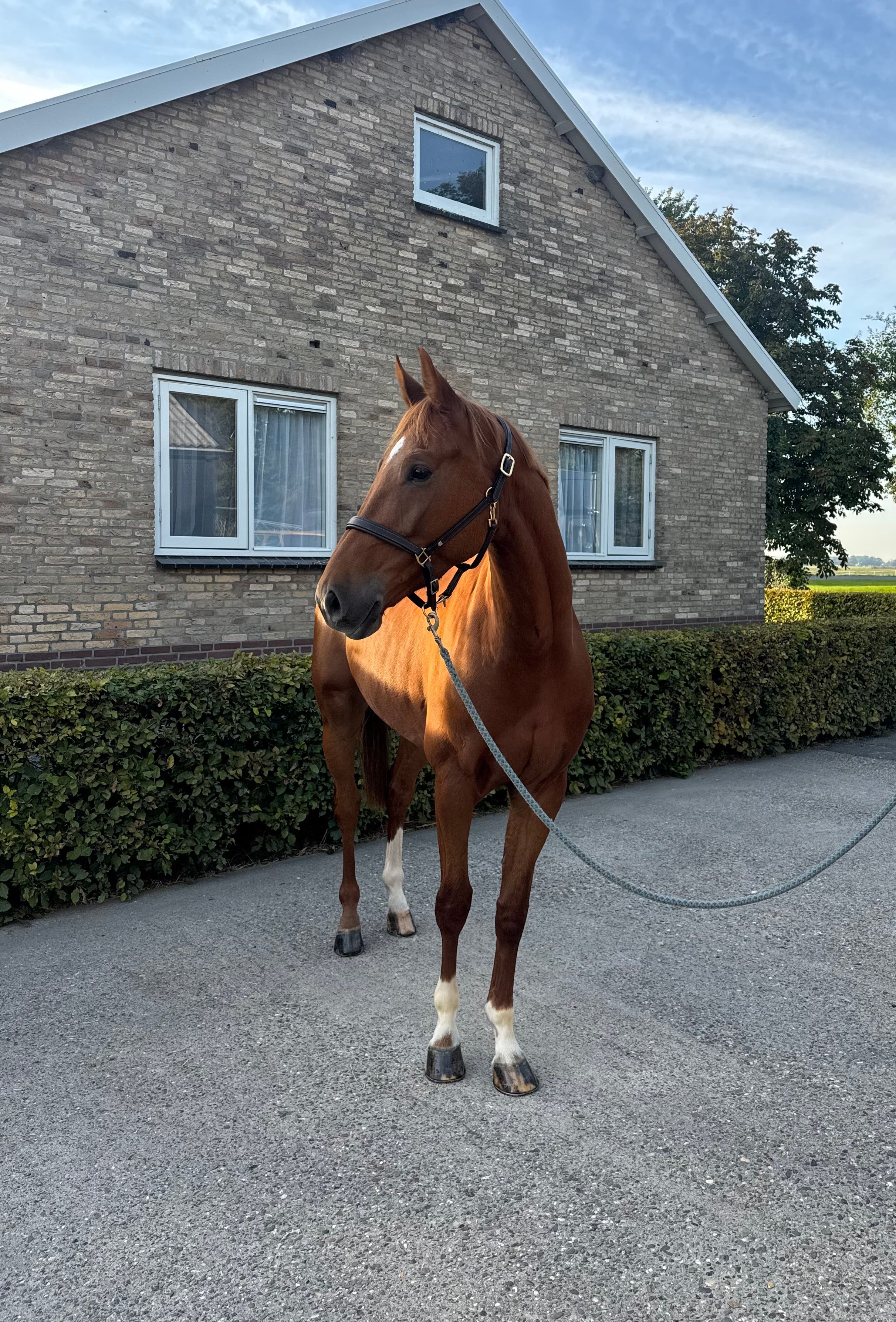ロッキー、障害系2世の上質な5歳せん馬。