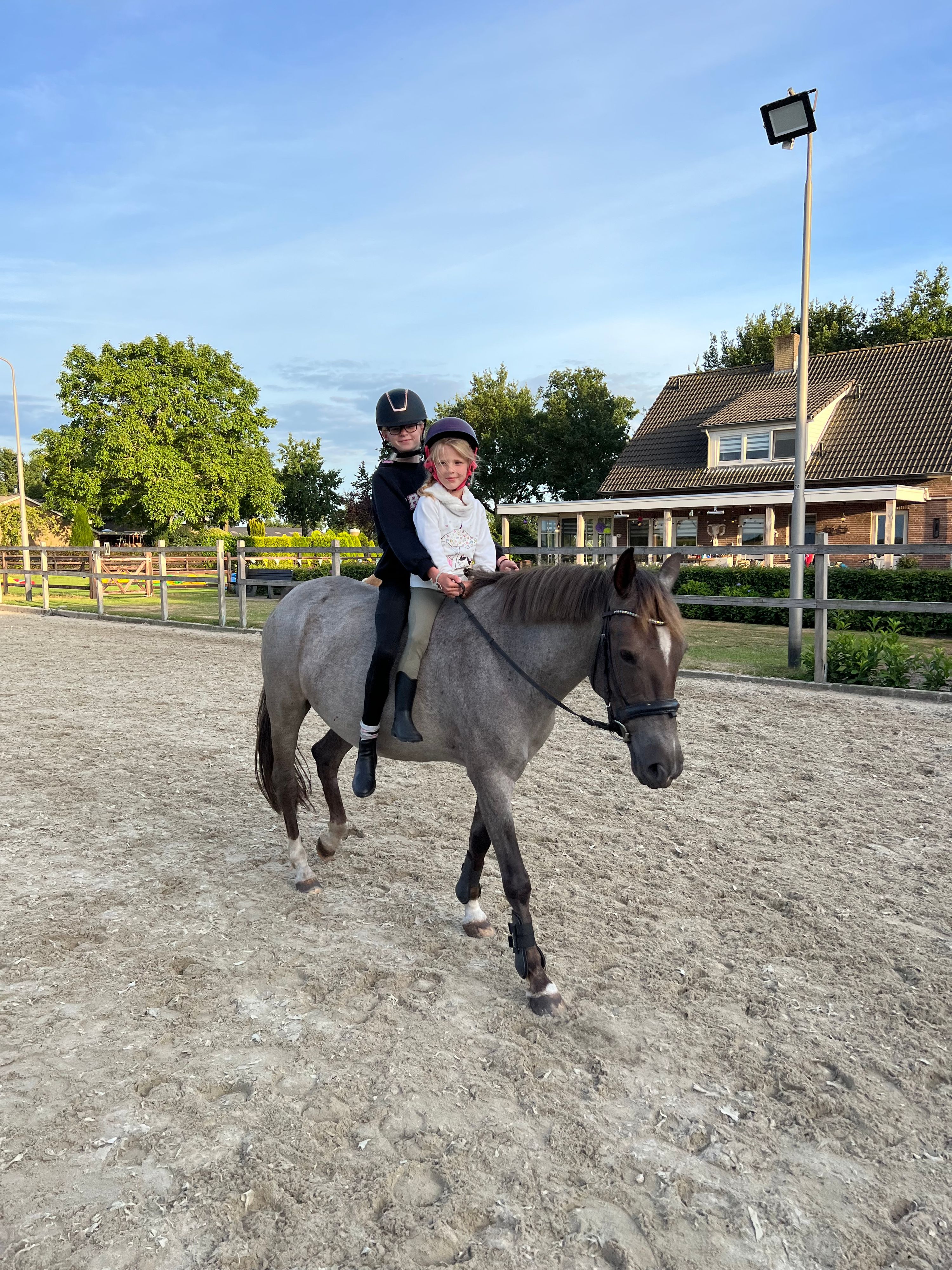 ander recreatie-pony merrie 10 år roan till salu - Foto 5